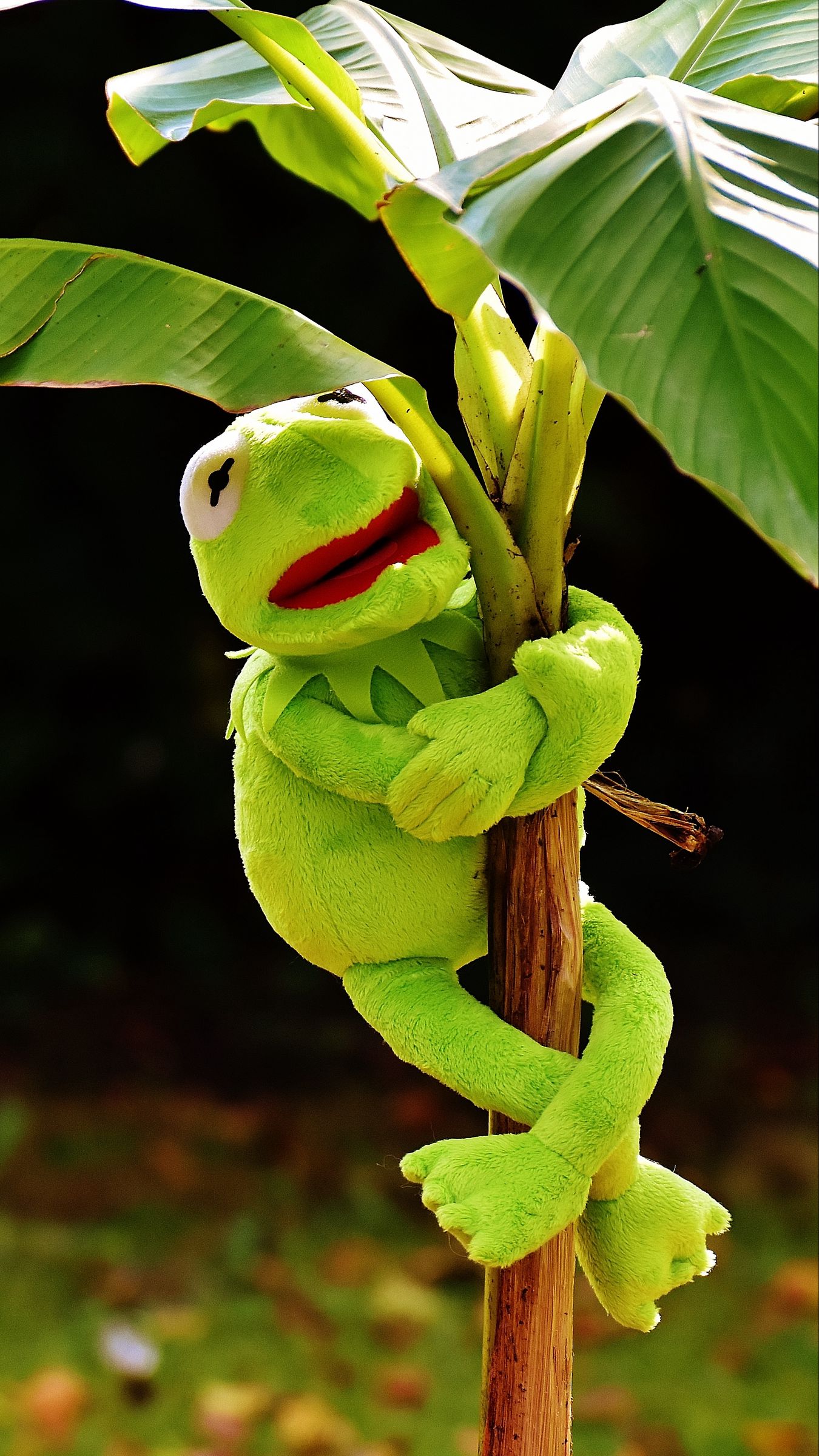 Kermit Background