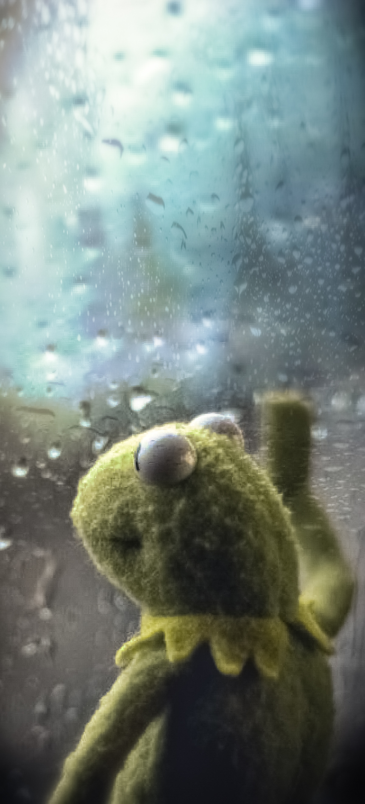 Kermit Meme Wallpapers