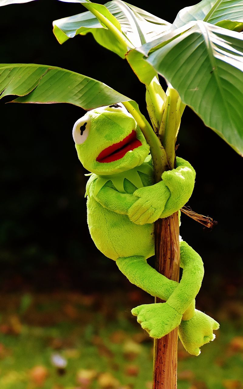 Kermit The Frog Hearts Wallpapers