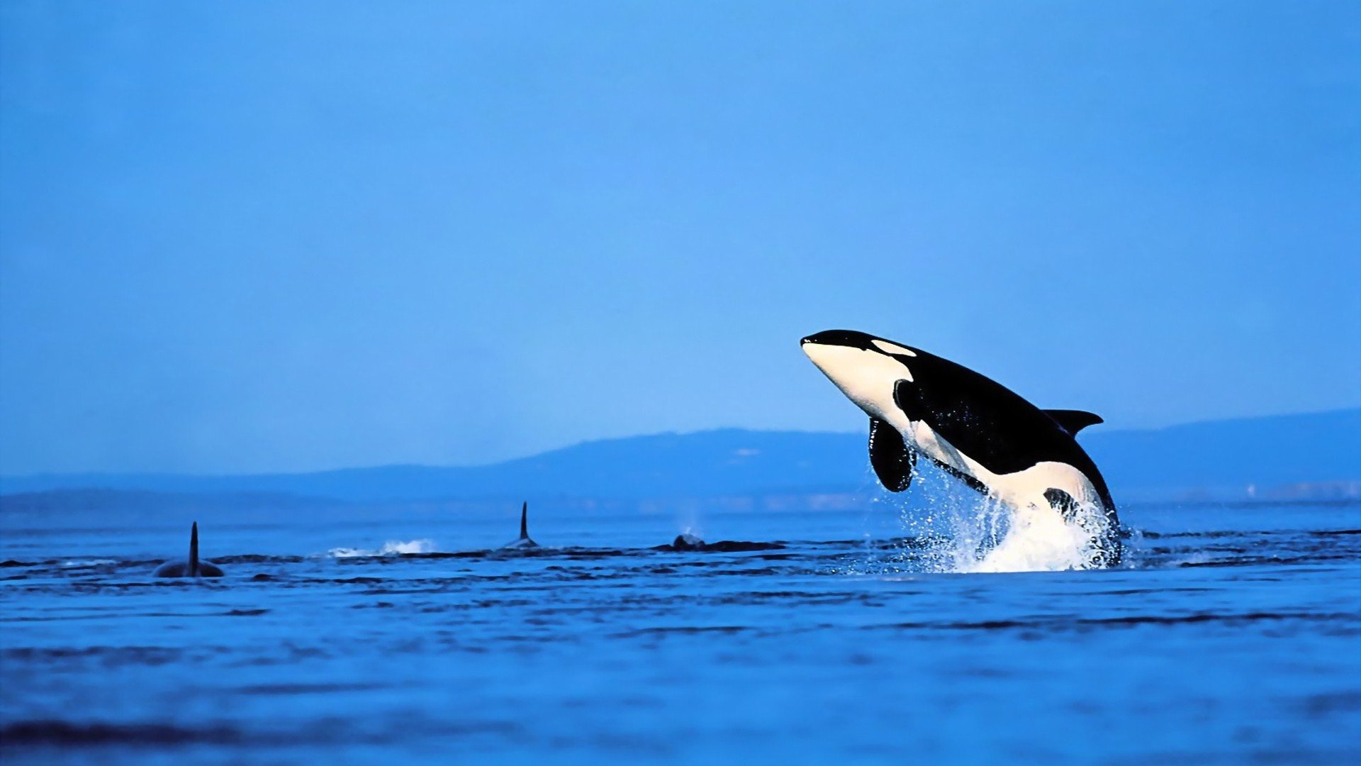 Killer Whale Wallpapers