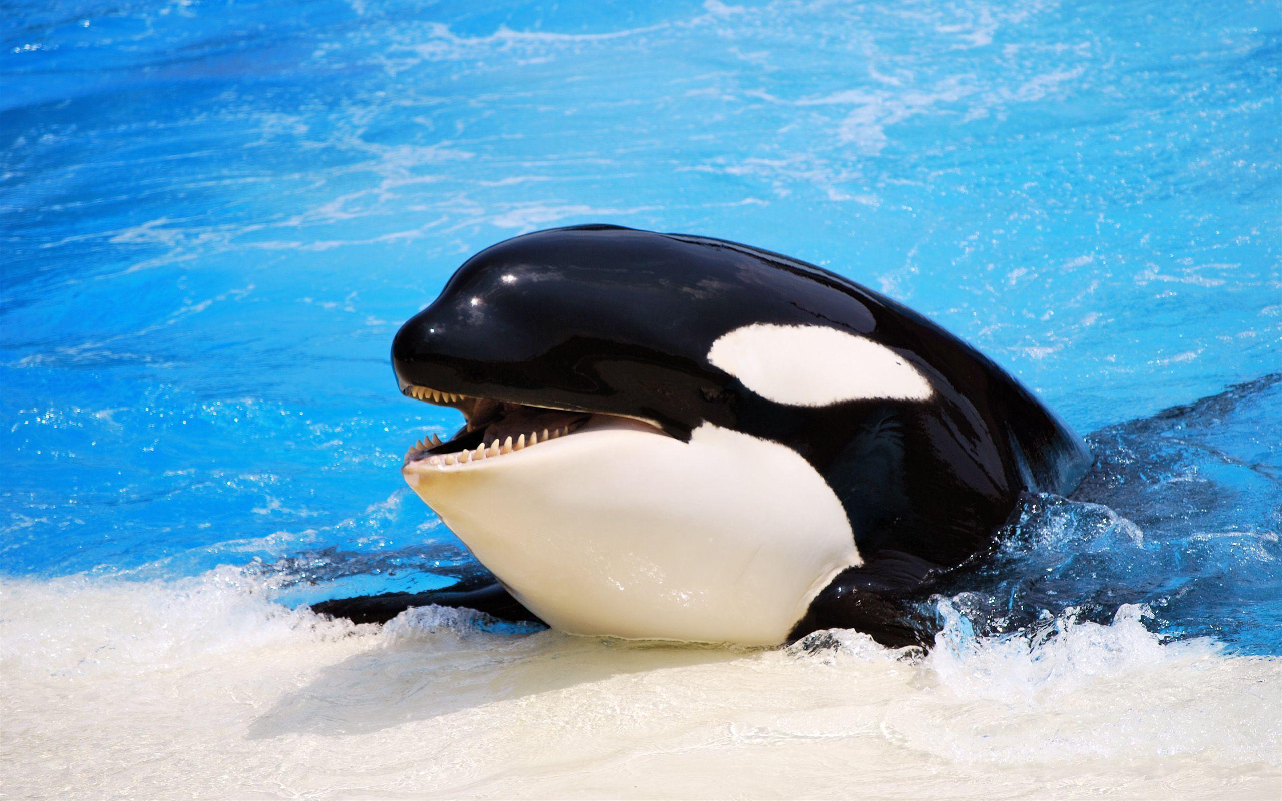 Killer Whale Wallpapers