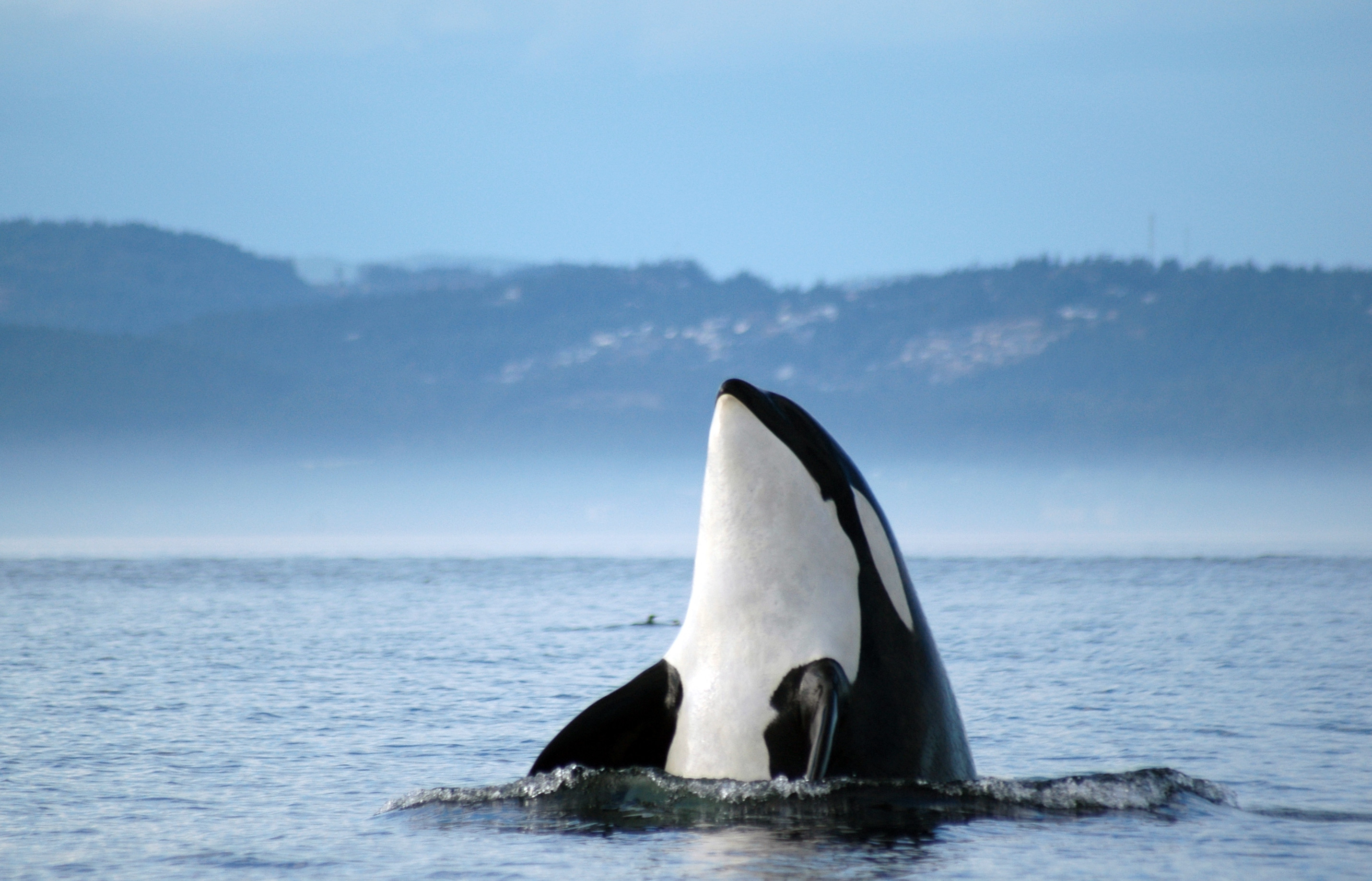 Killer Whale Wallpapers