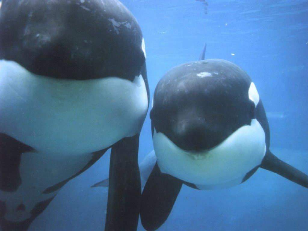 Killer Whale Wallpapers