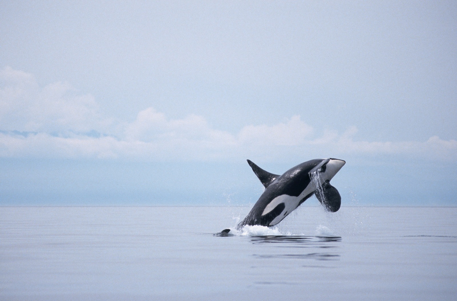 Killer Whale Wallpapers