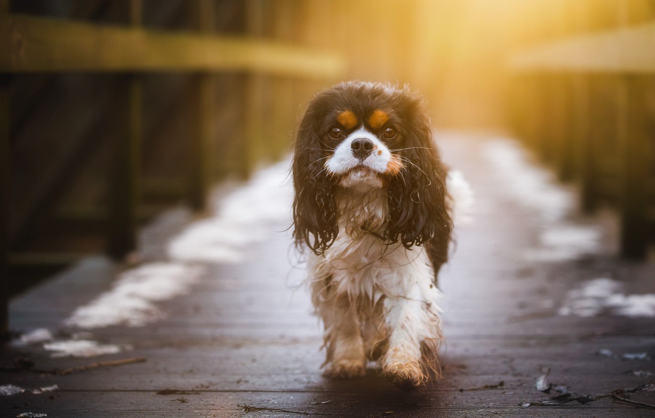 King Charles Spaniel Wallpapers