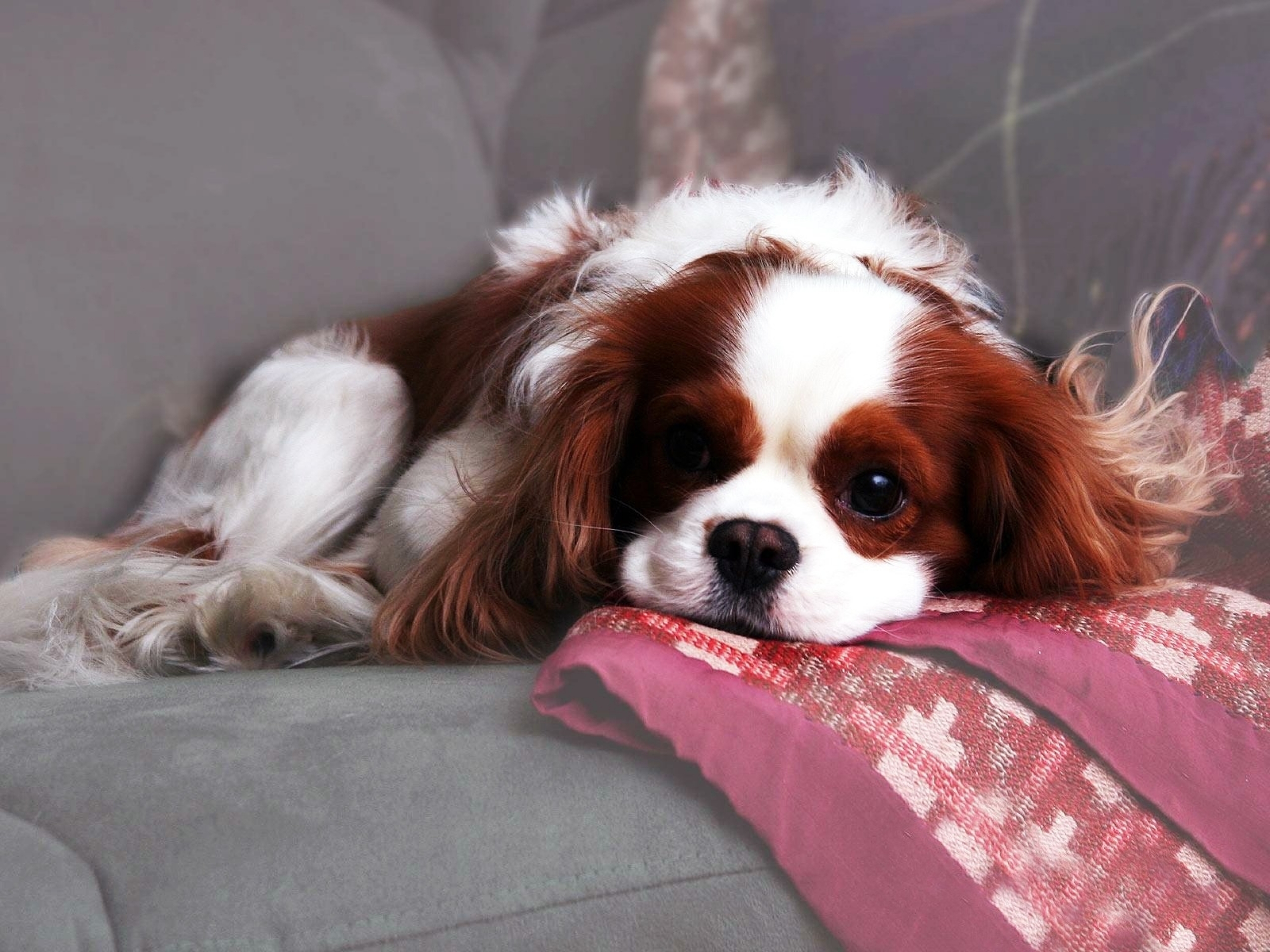 King Charles Spaniel Wallpapers