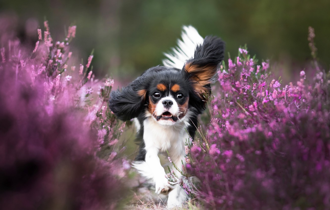 King Charles Spaniel Wallpapers