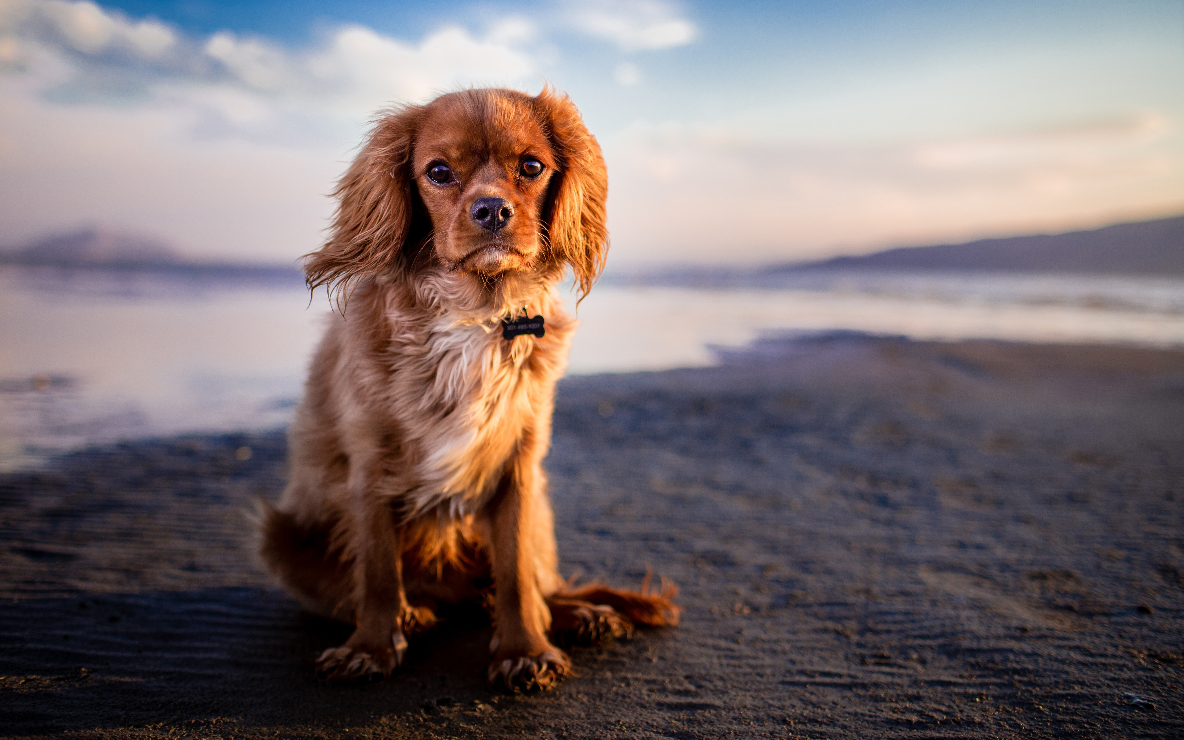 King Charles Spaniel Wallpapers