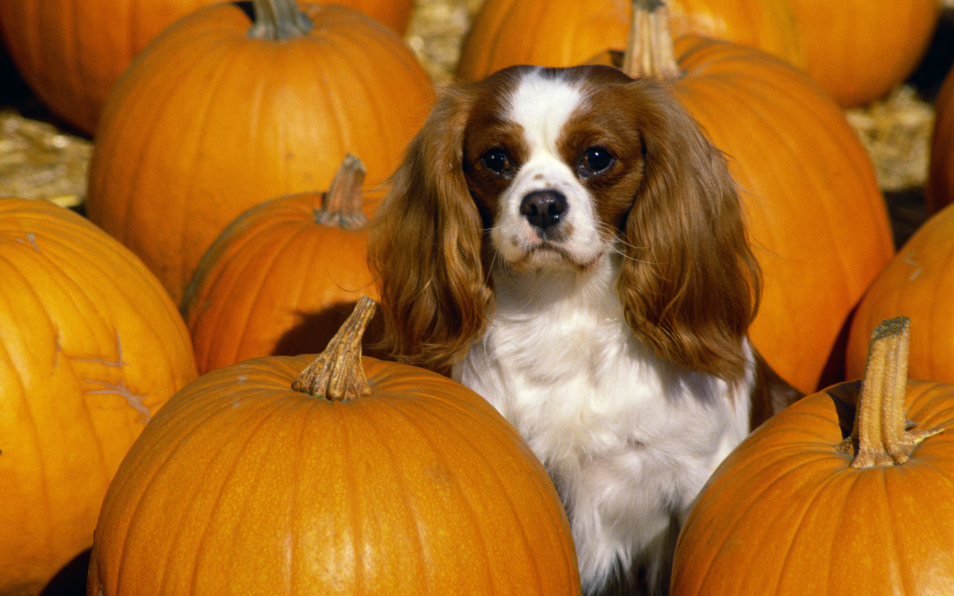 King Charles Spaniel Wallpapers