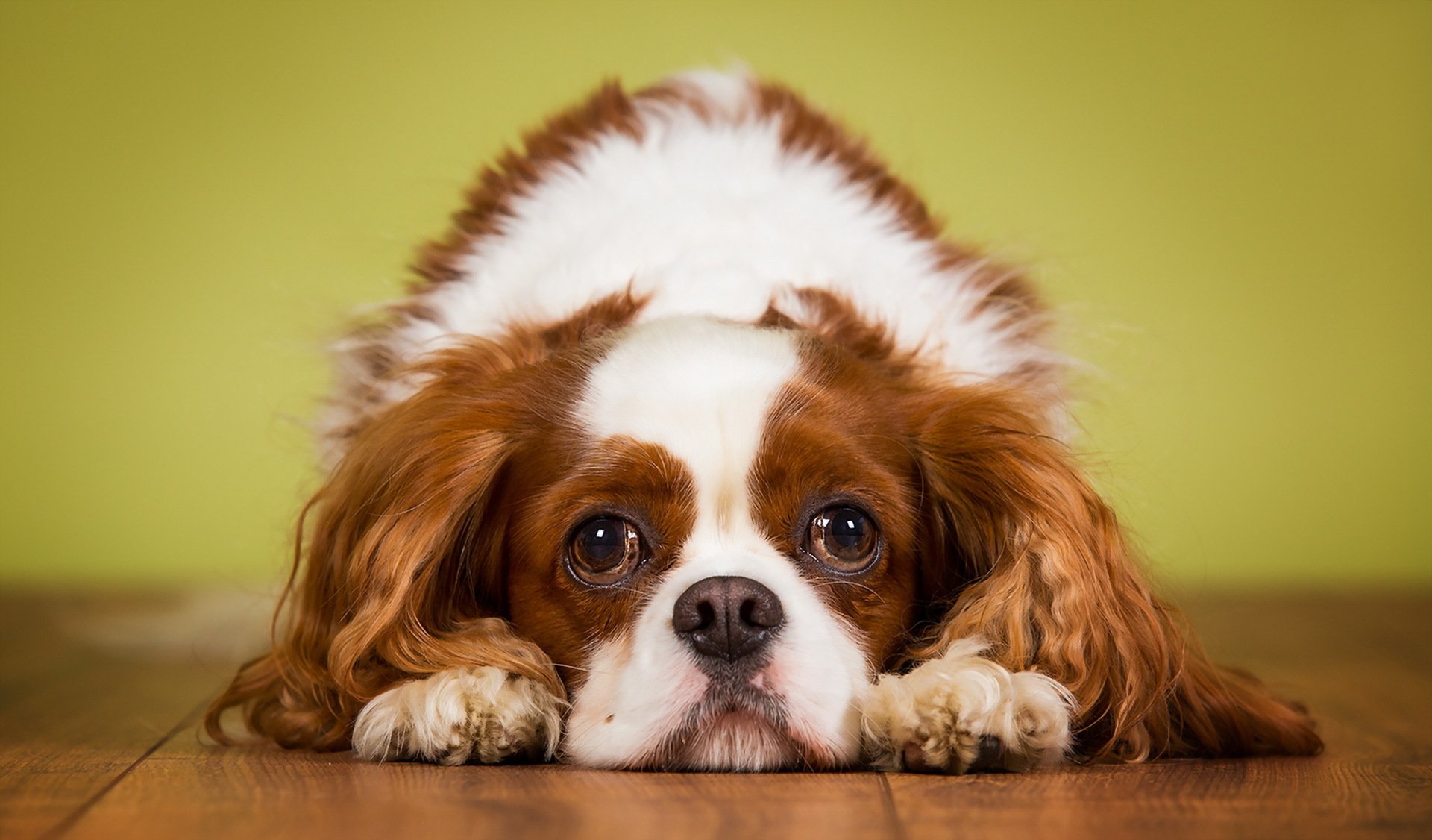 King Charles Spaniel Wallpapers