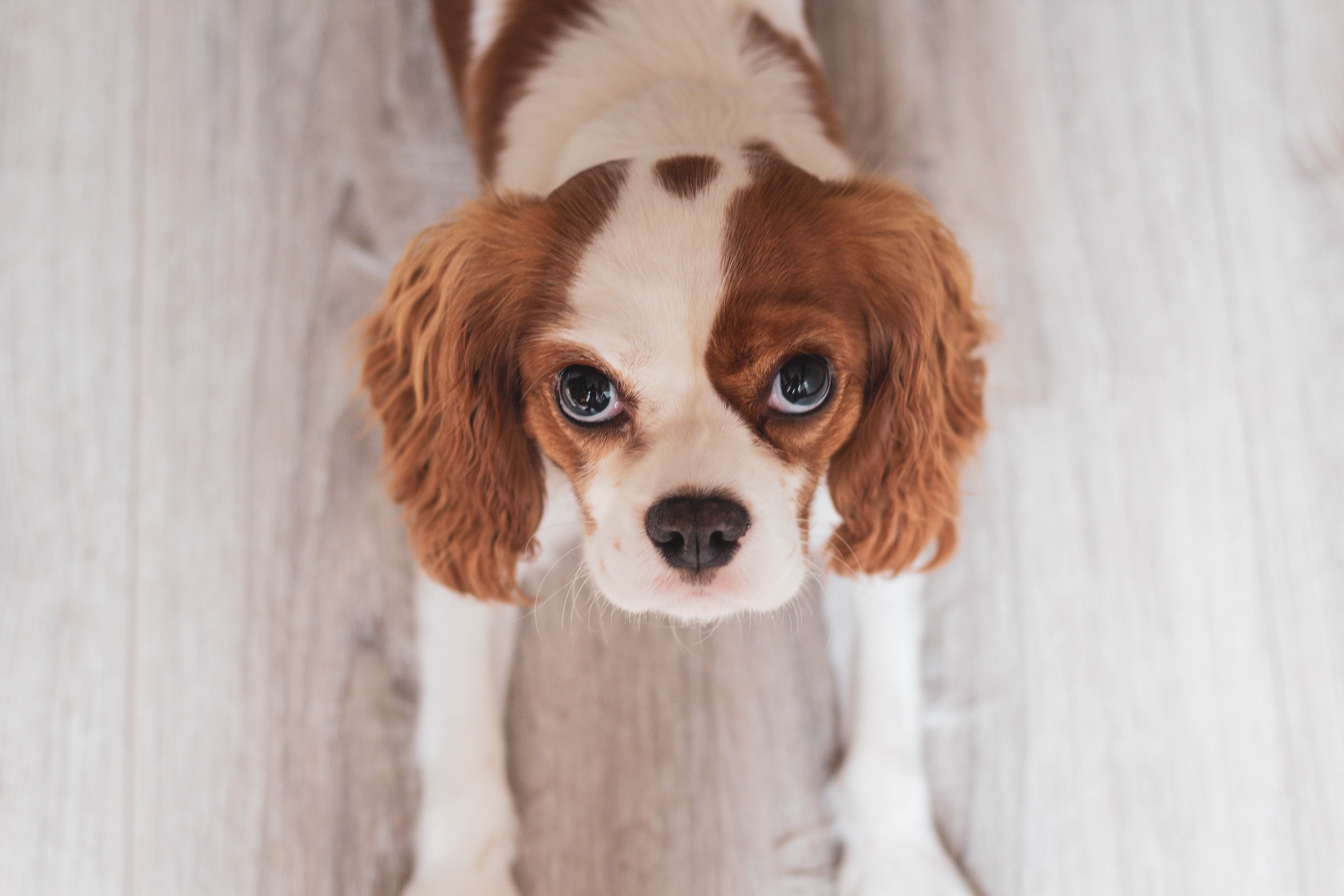 King Charles Spaniel Wallpapers