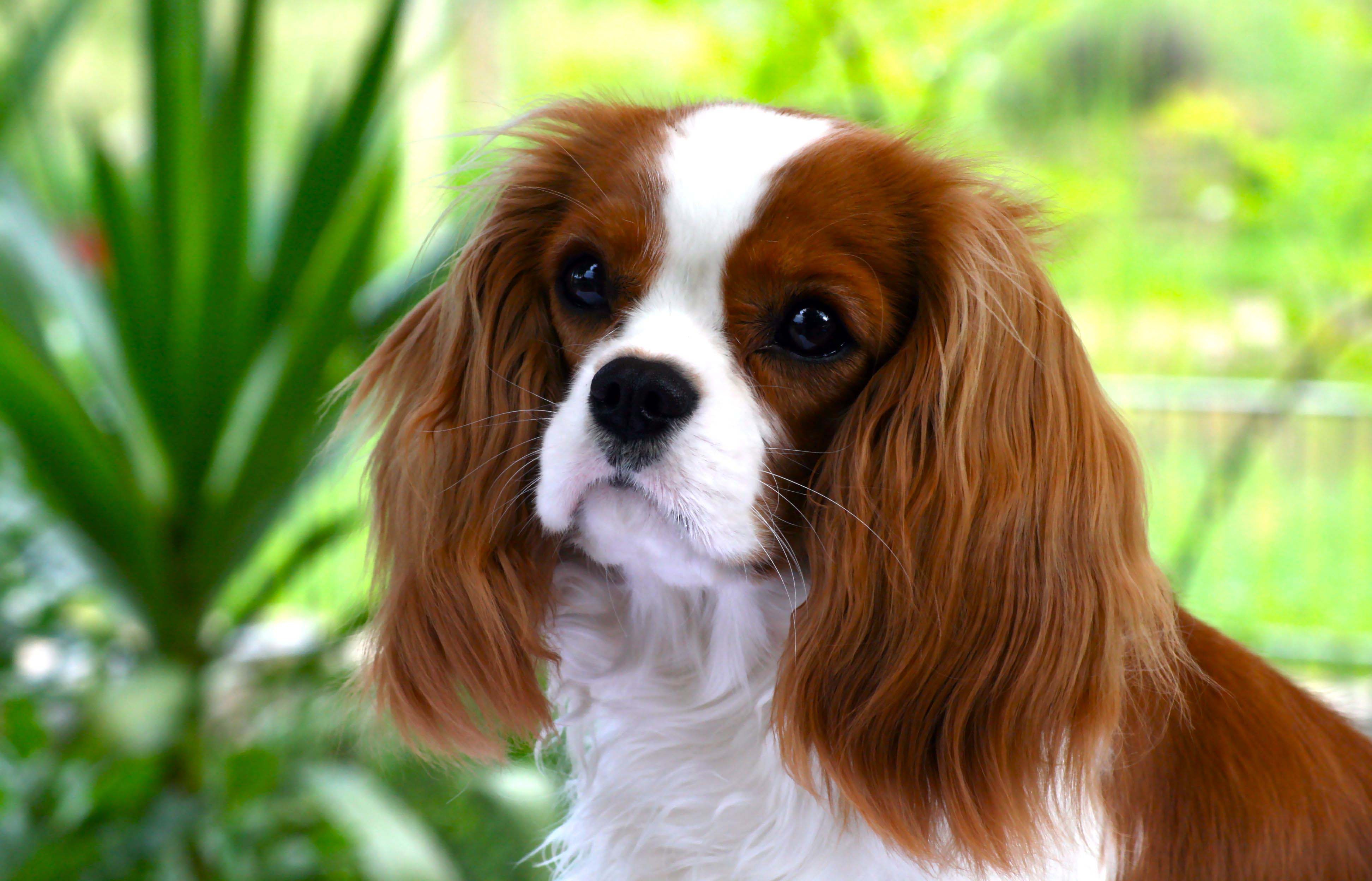 King Charles Spaniel Wallpapers