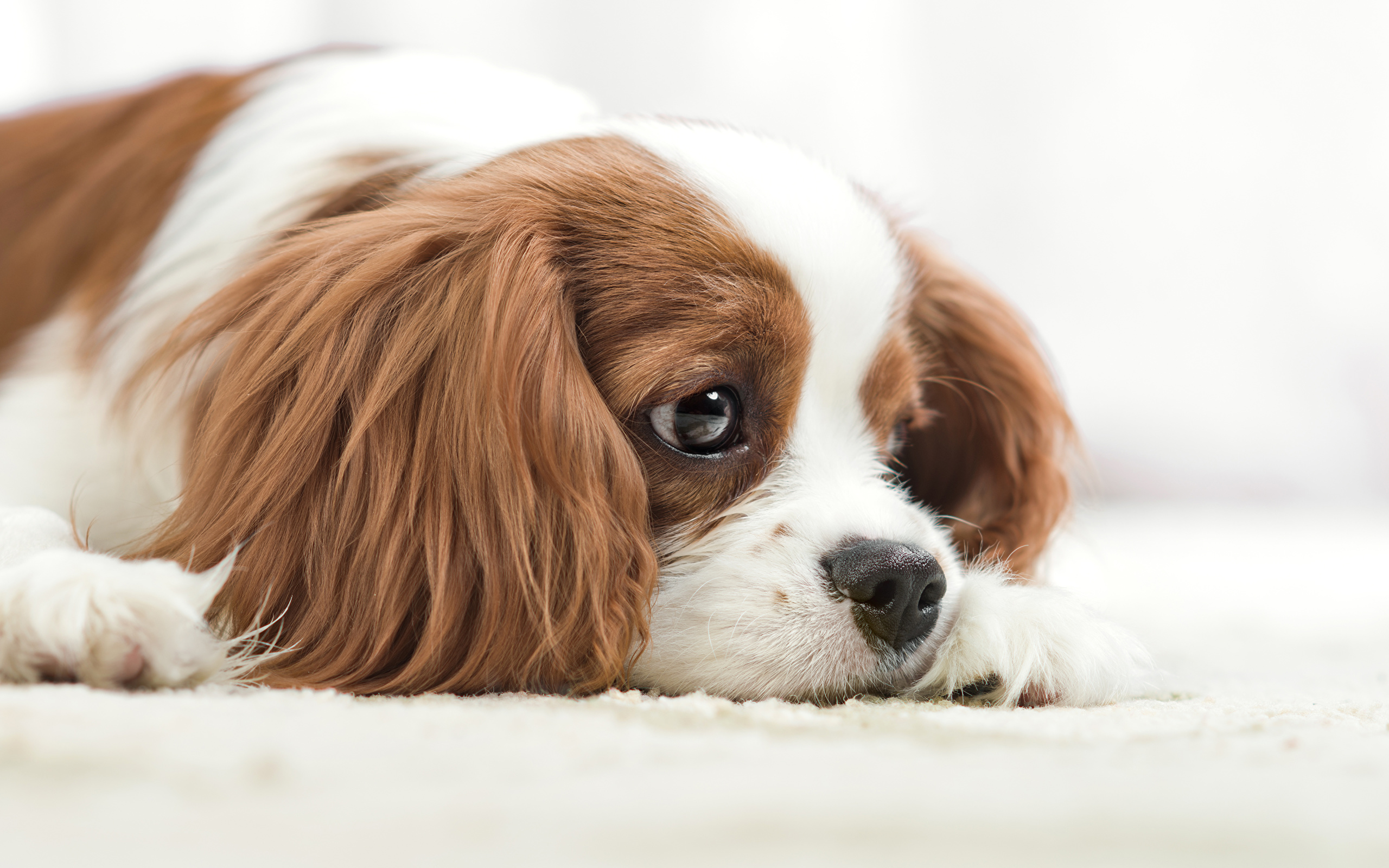 King Charles Spaniel Wallpapers