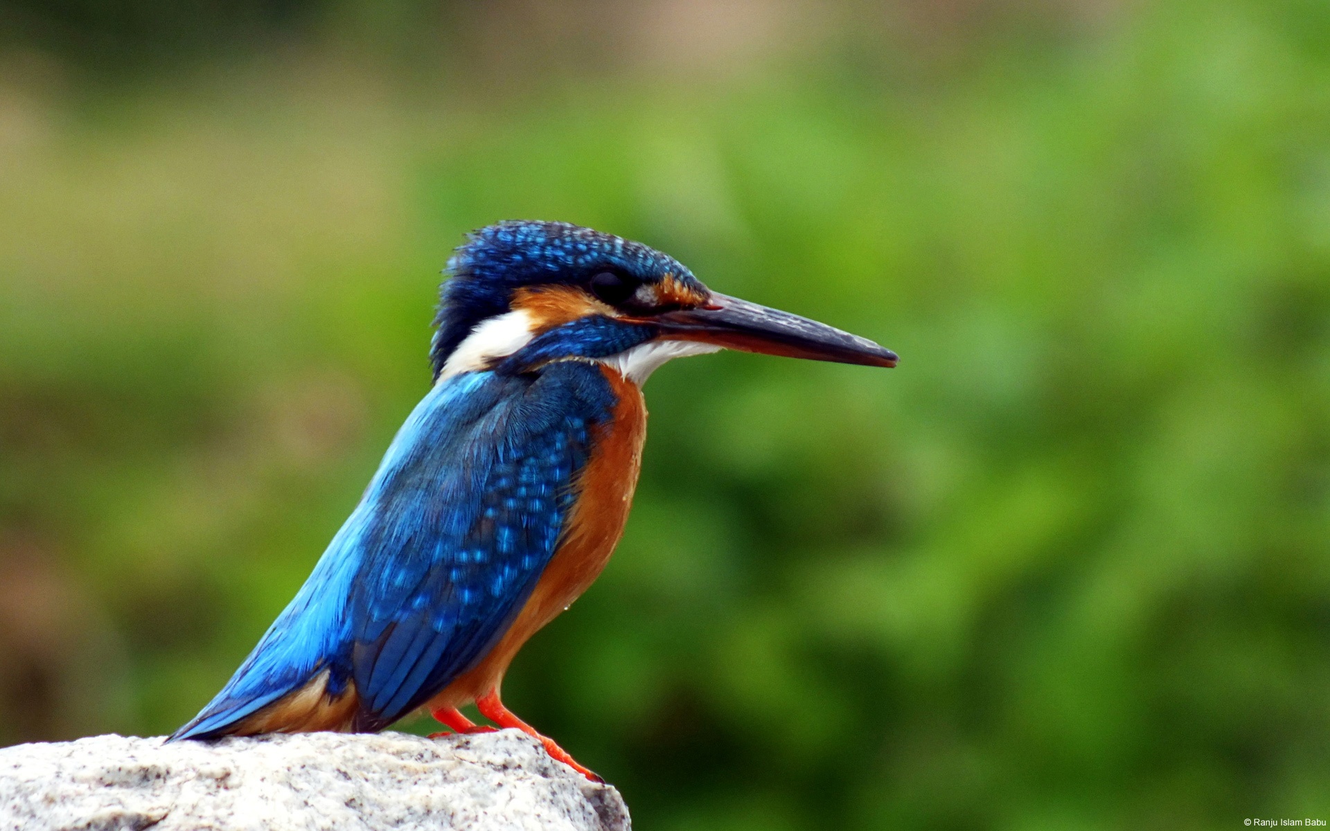 Kingfisher Wallpapers