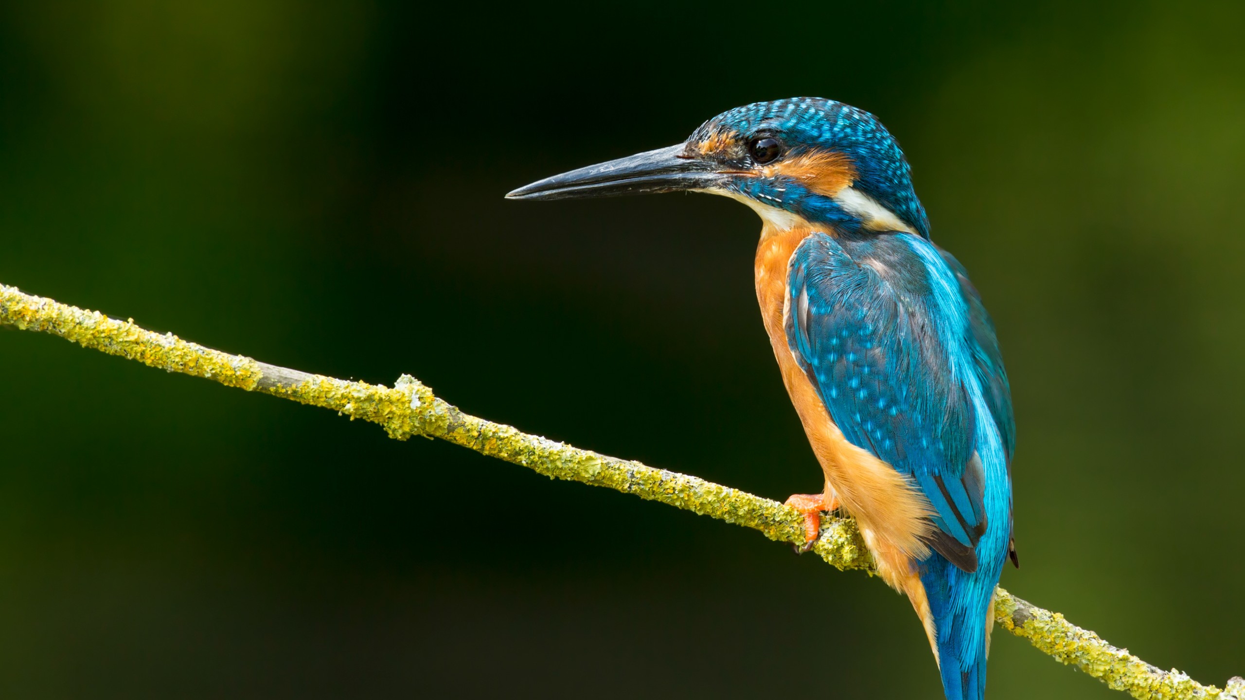 Kingfisher Wallpapers