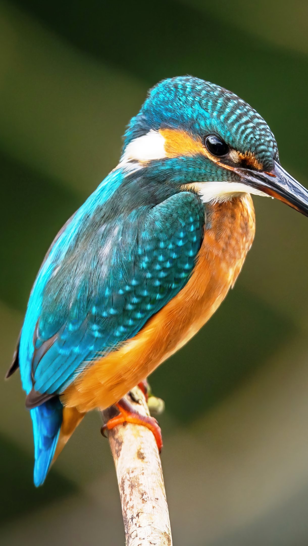 Kingfisher Wallpapers