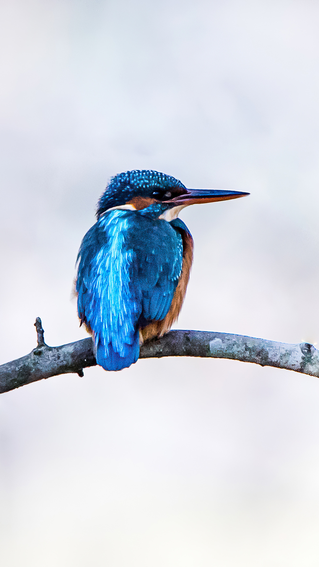 Kingfisher Wallpapers