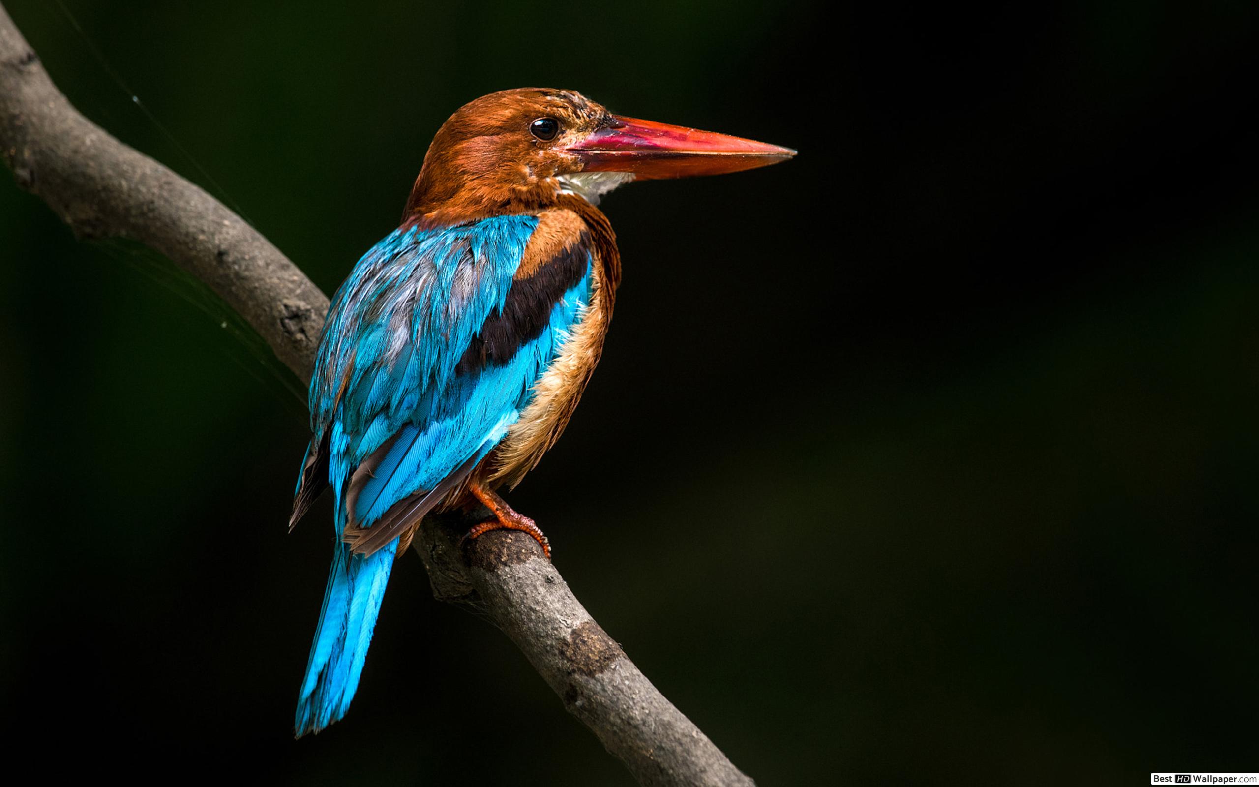 Kingfisher Wallpapers