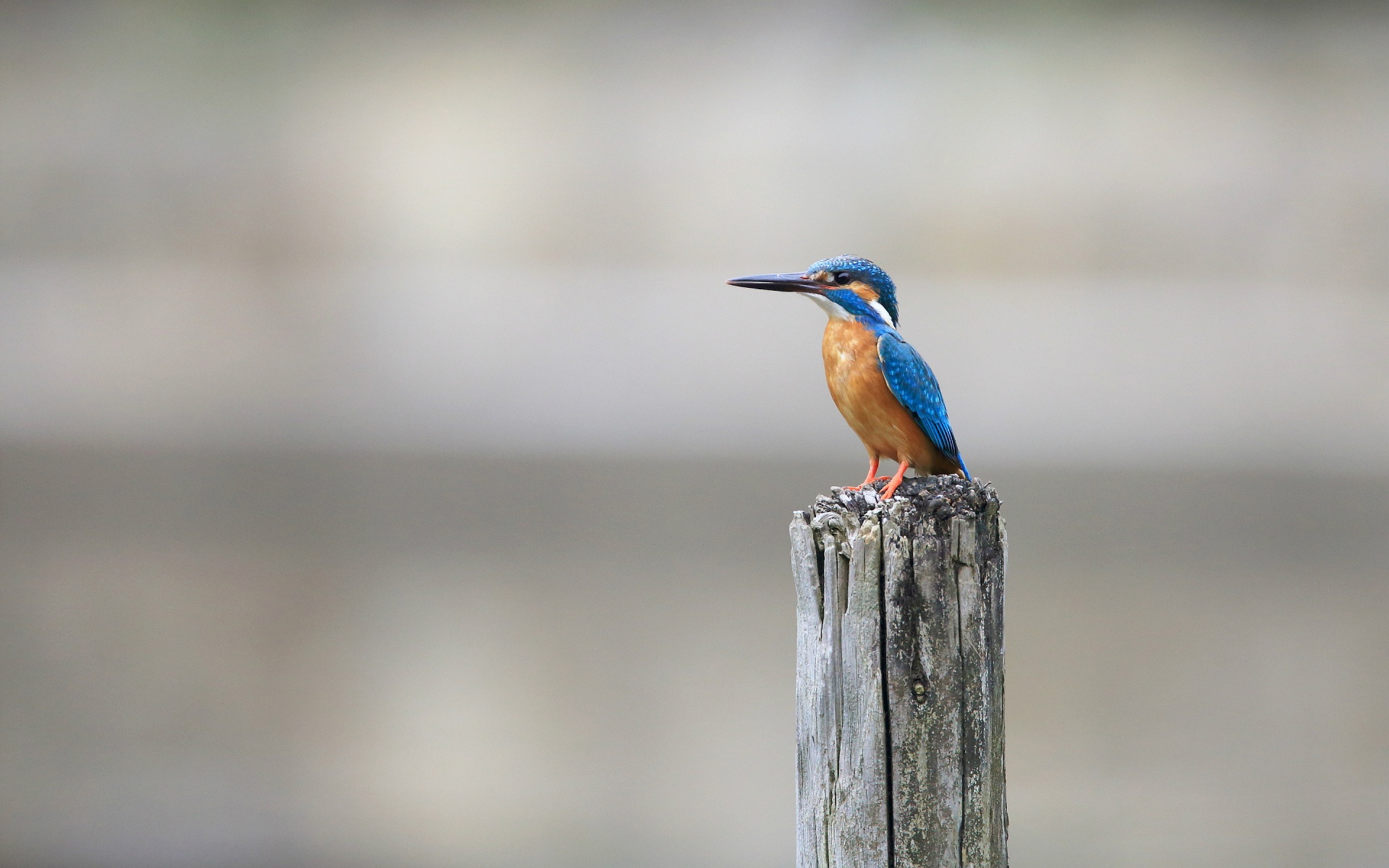 Kingfisher Wallpapers