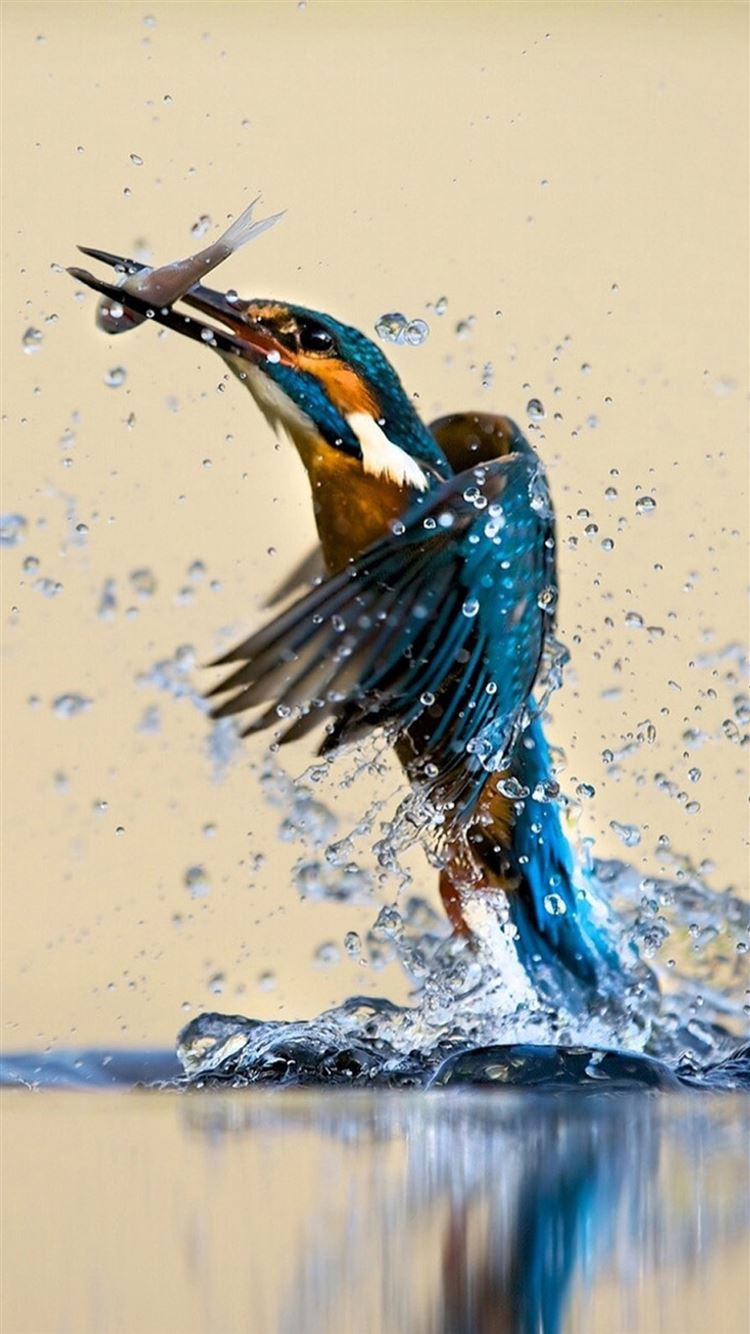 Kingfisher Wallpapers