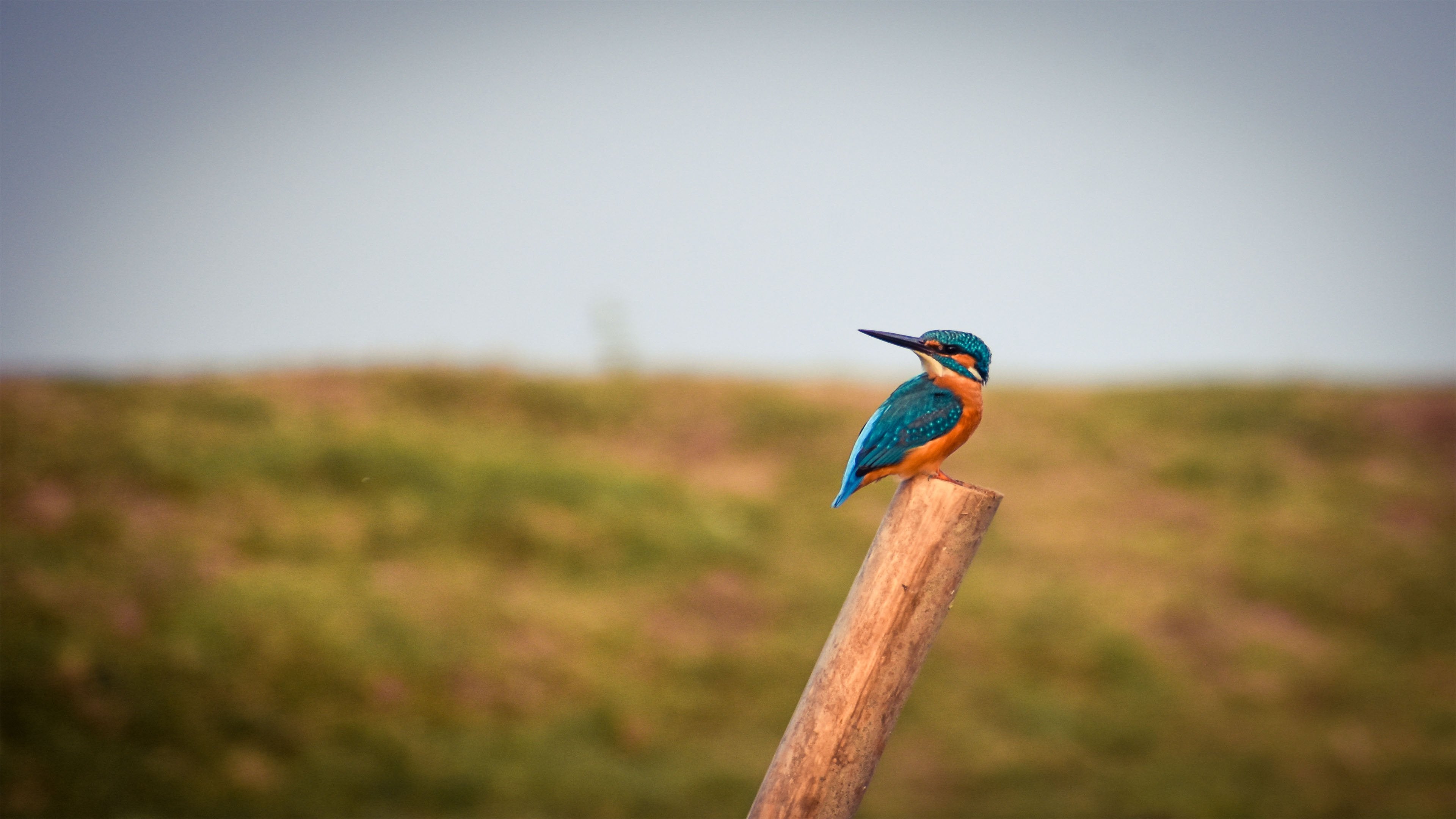 Kingfisher Wallpapers