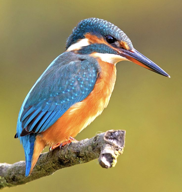 Kingfisher Wallpapers