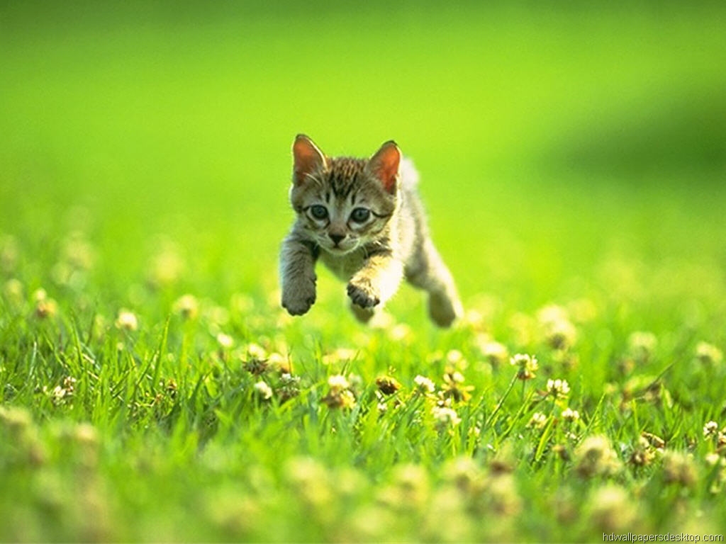 Kitten Desktop Background