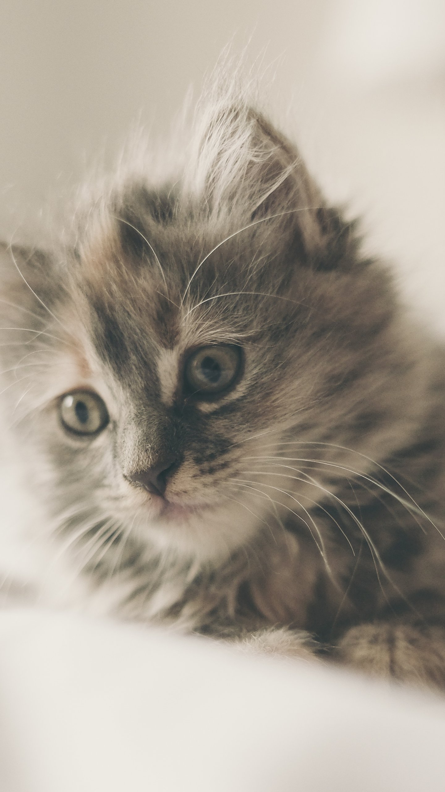 Kitten Desktop Background