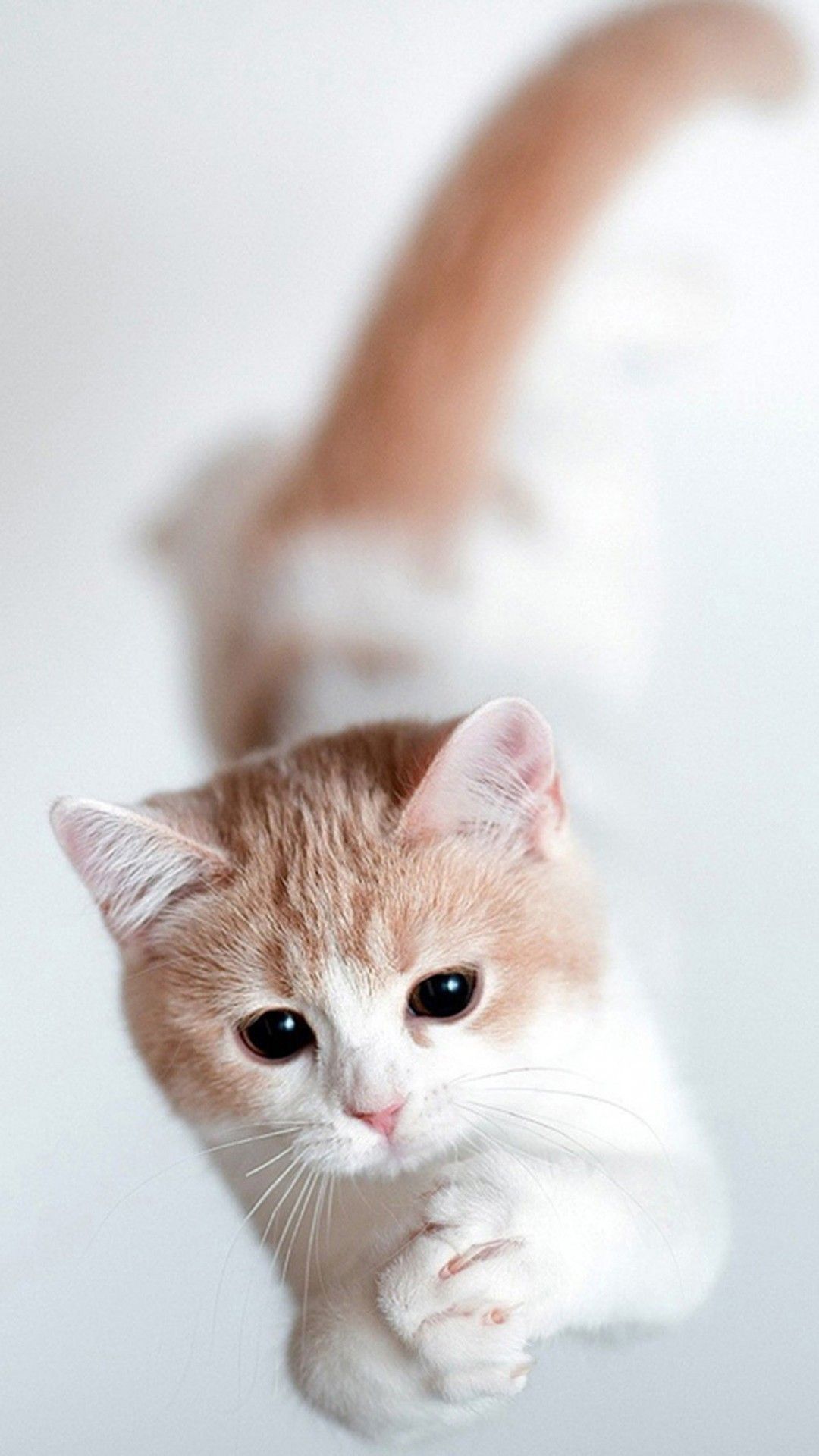 Kitten Iphone Wallpapers