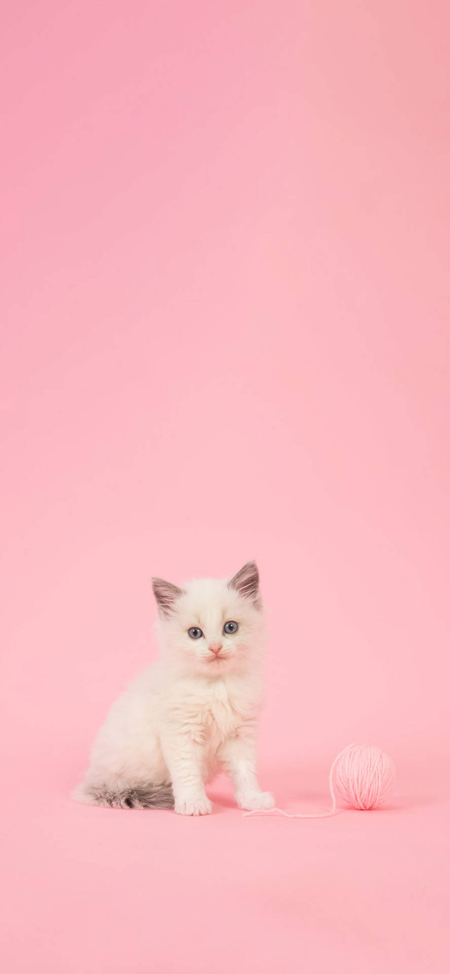 Kitten Iphone Wallpapers