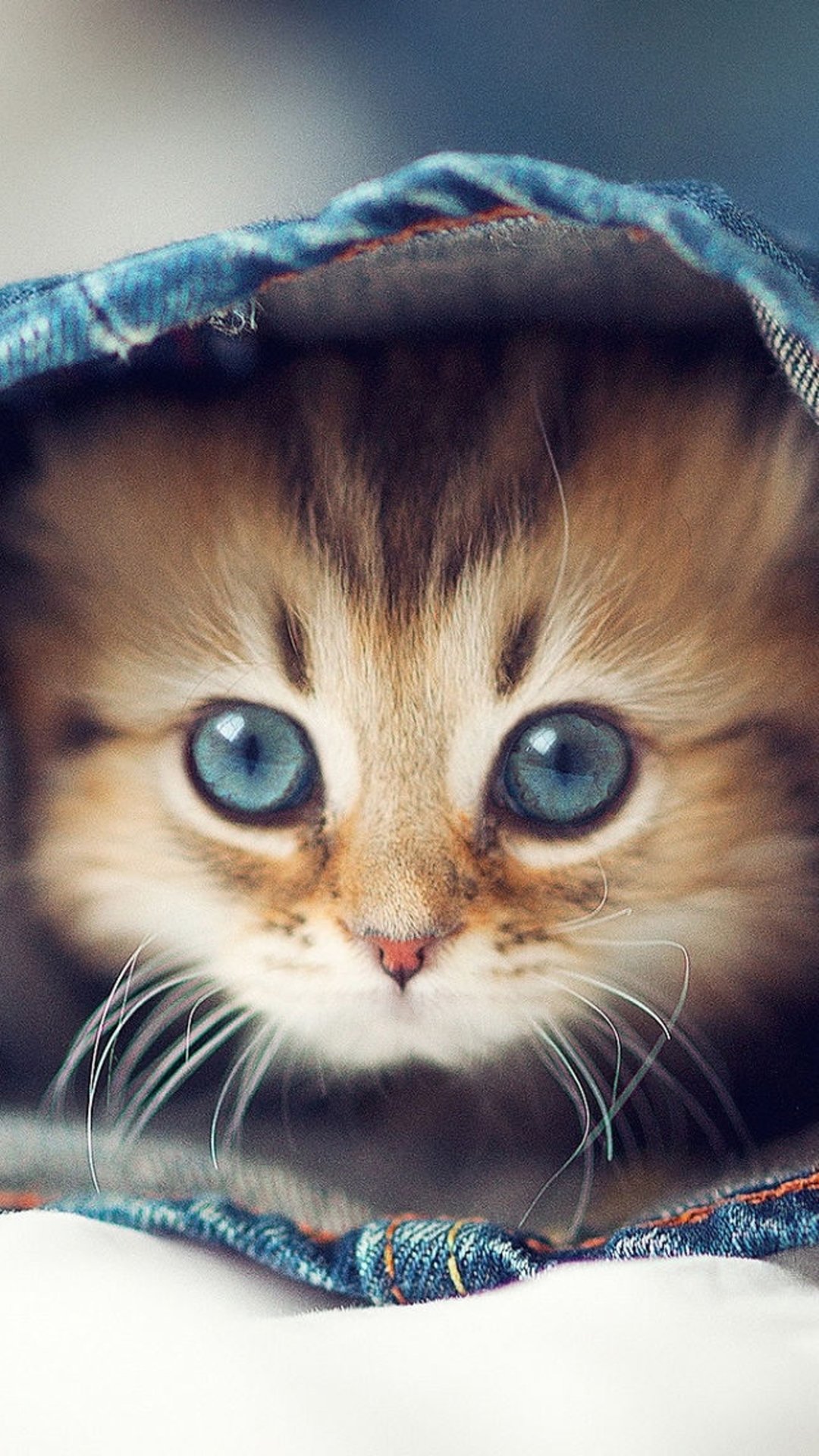 Kitten Iphone Wallpapers