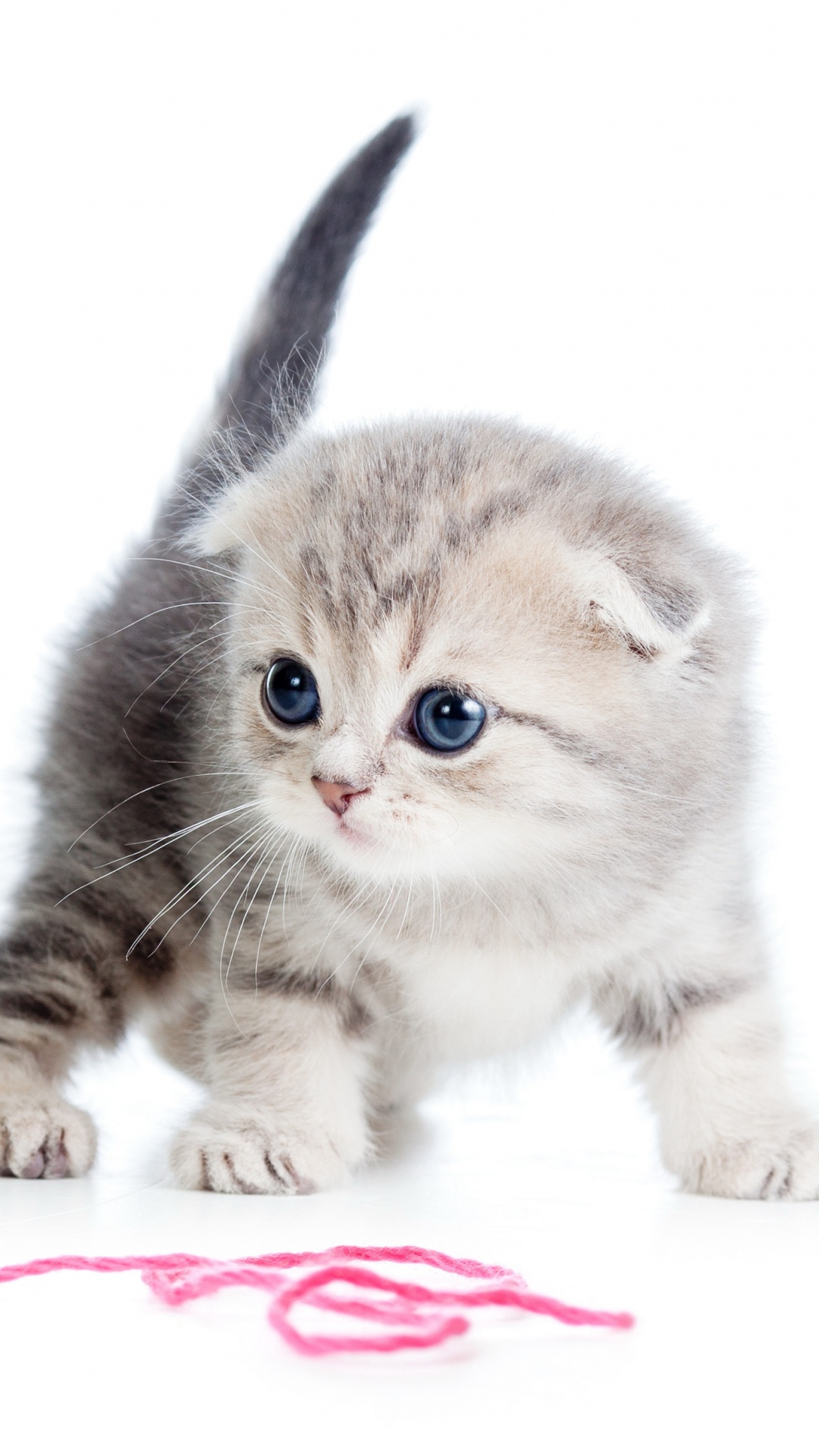 Kitten Iphone Wallpapers