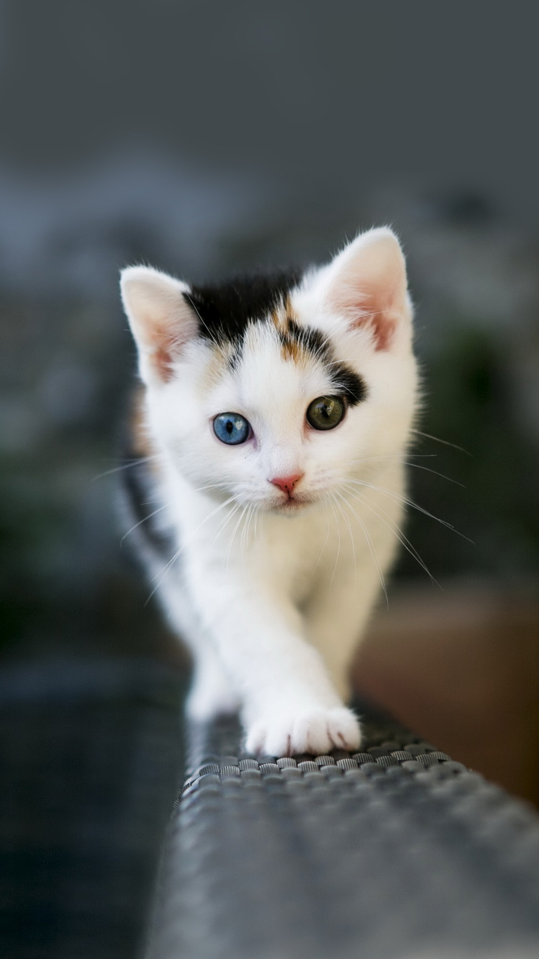 Kitten Iphone Wallpapers