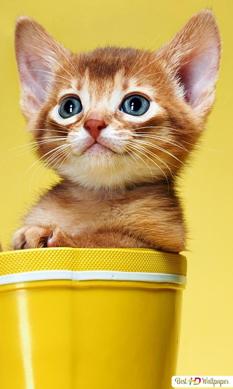 Kitten Iphone Wallpapers