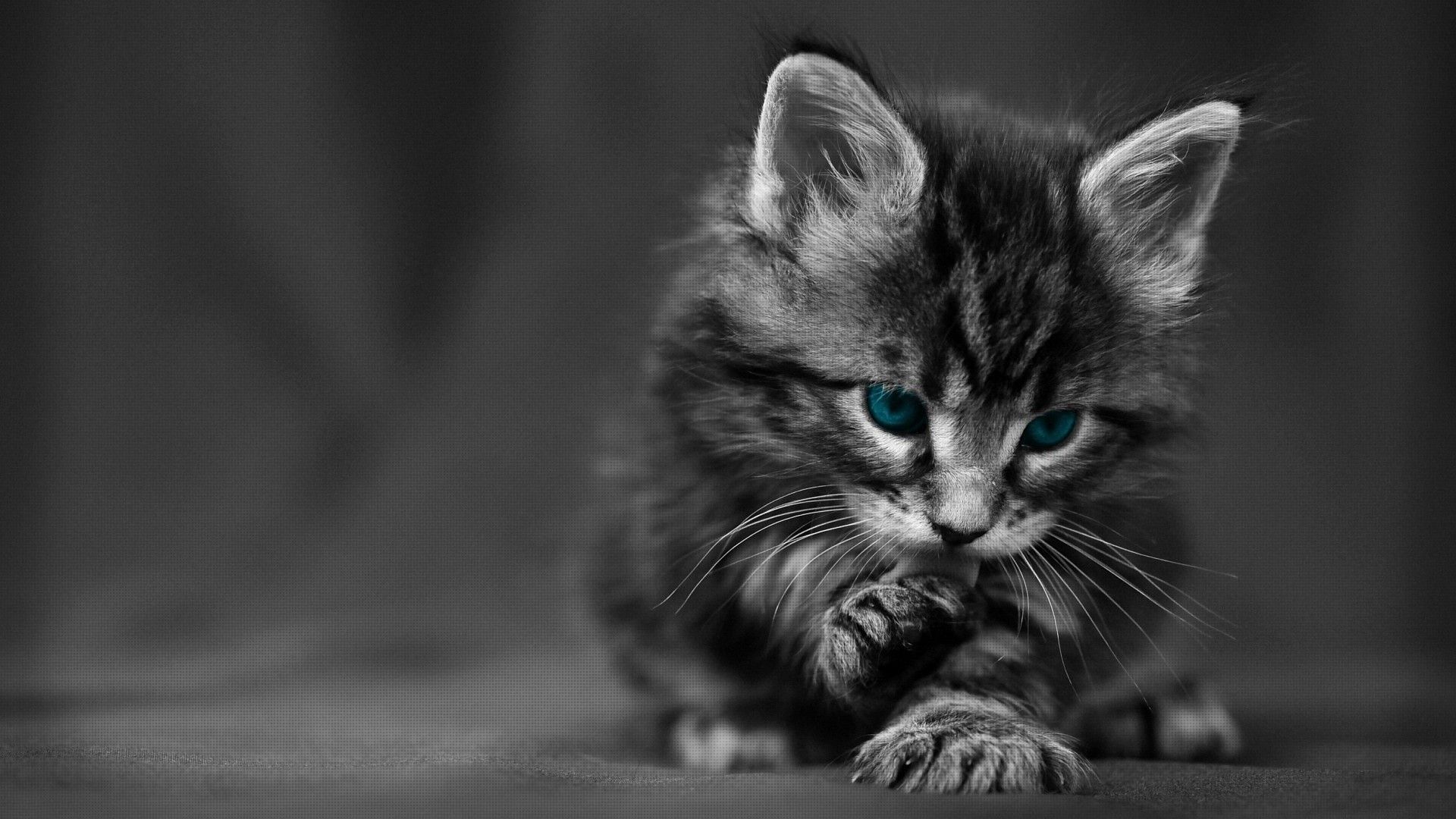 Kitten Wallpapers