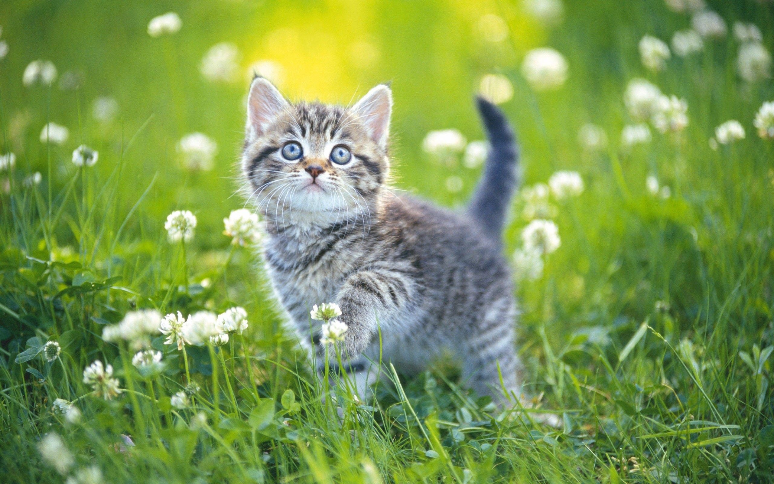 Kitten Wallpapers