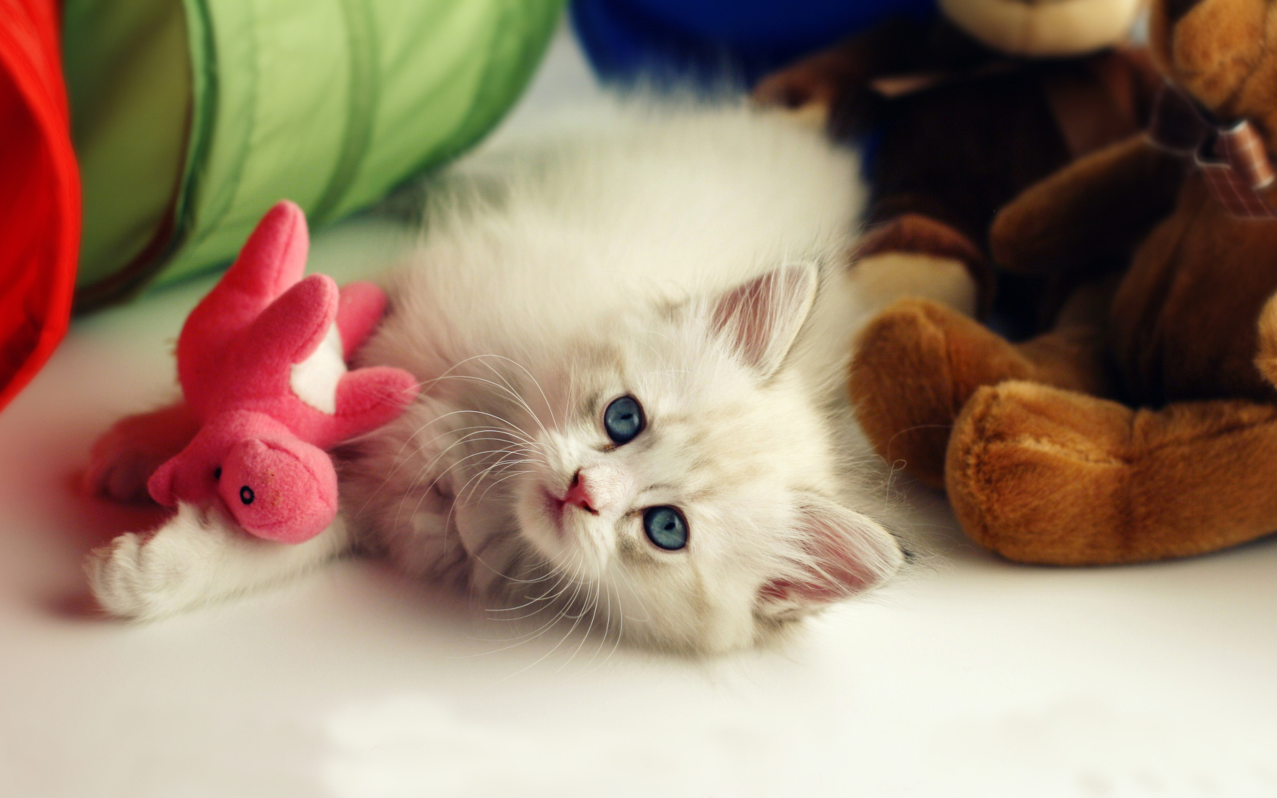 Kitten Wallpapers