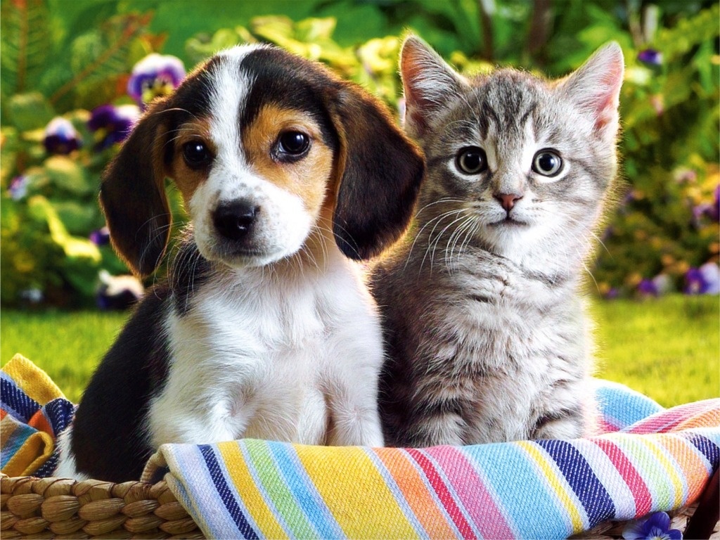 Kittens And Puppies Wallpapers