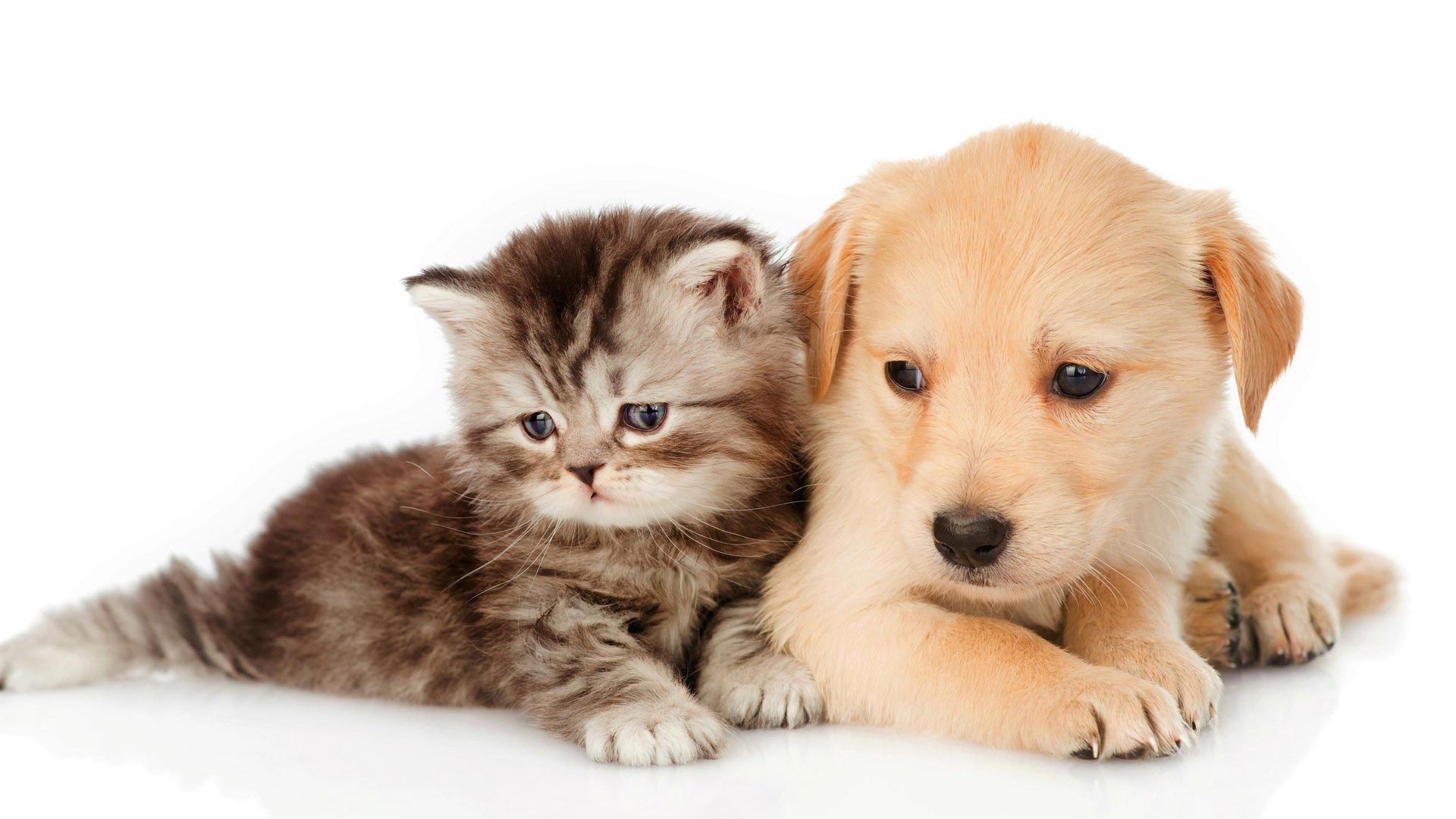 Kittens And Puppies Wallpapers