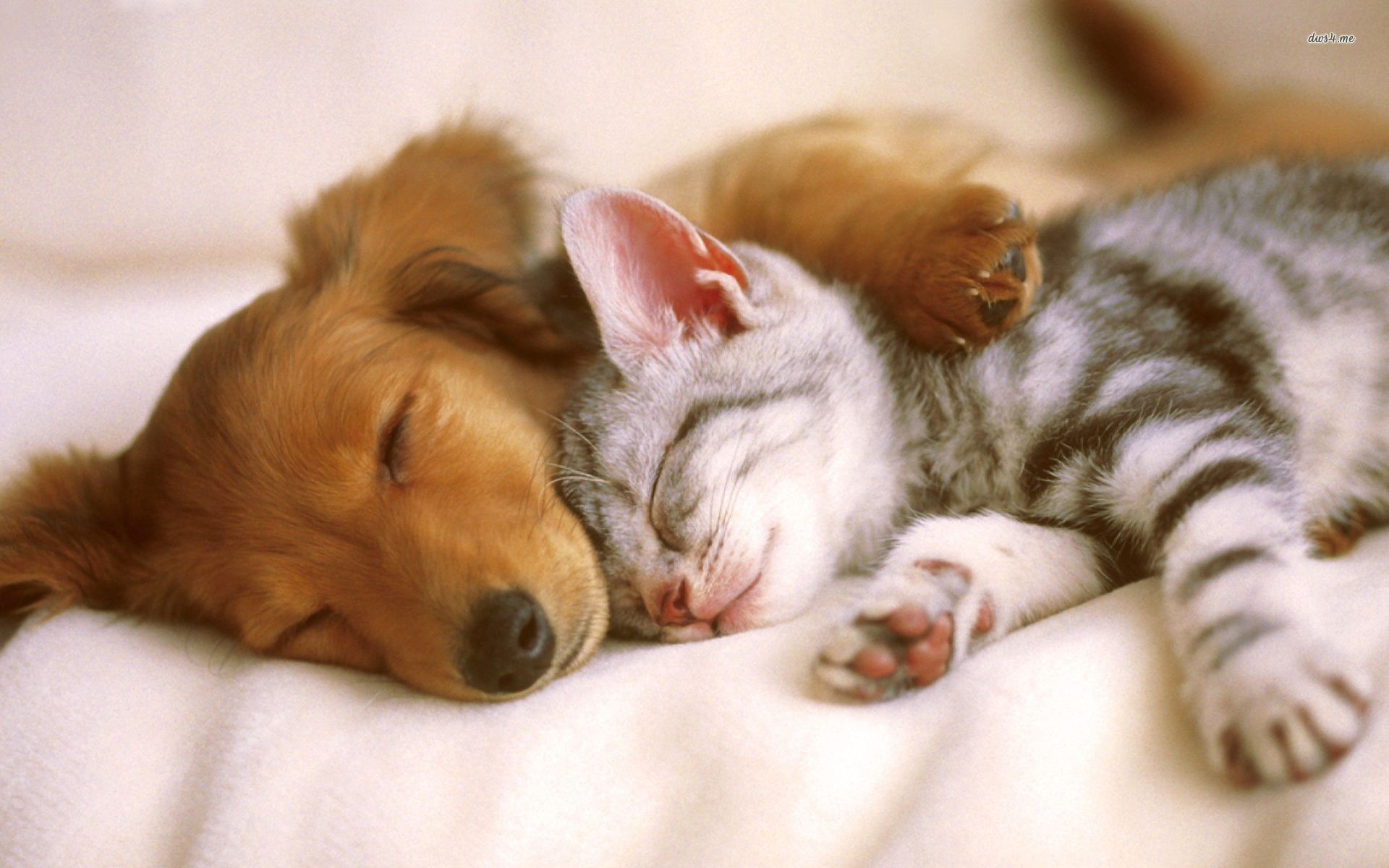 Kittens And Puppies Wallpapers