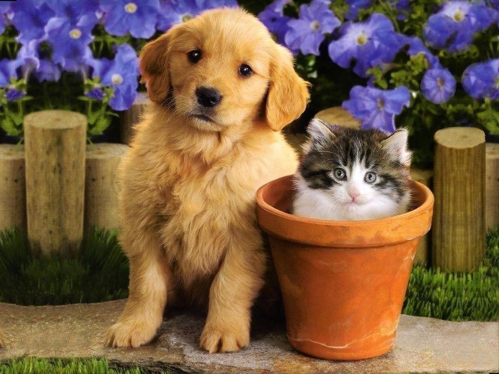 Kittens And Puppies Wallpapers