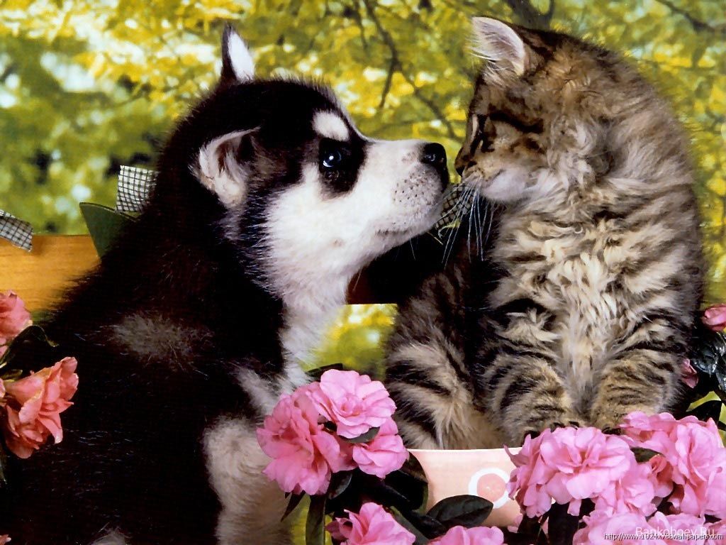 Kittens And Puppies Wallpapers