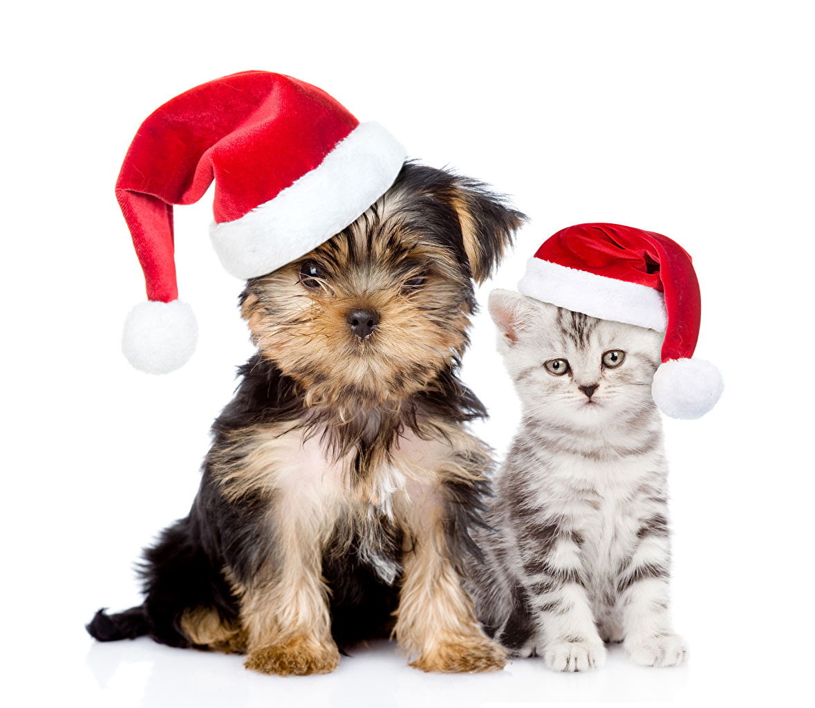 Kittens And Puppies Wallpapers