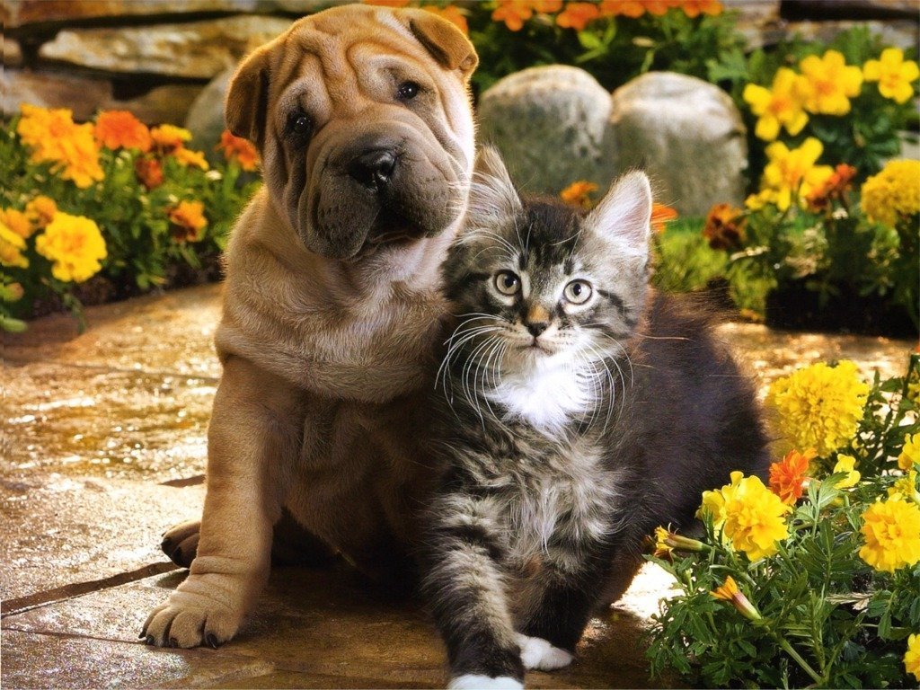 Kittens And Puppies Wallpapers