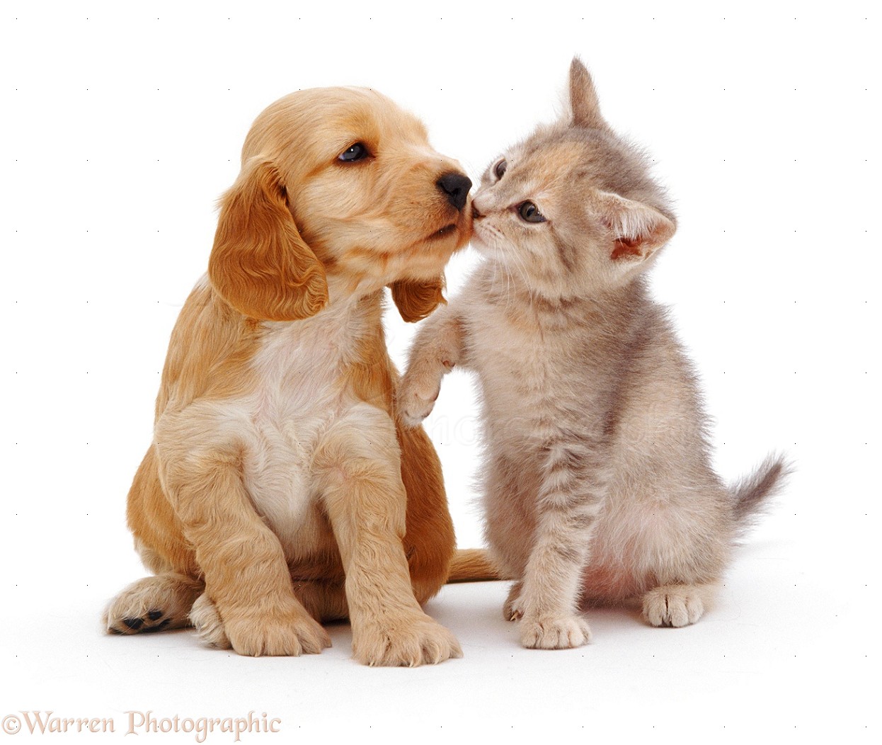 Kittens And Puppies Wallpapers