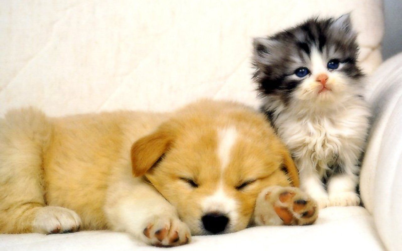 Kittens And Puppies Wallpapers