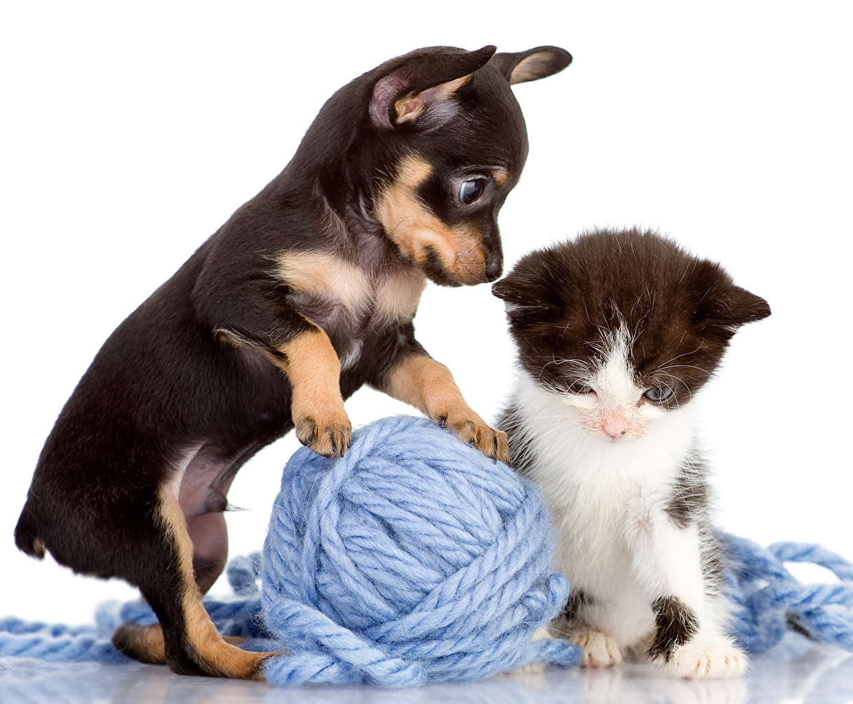 Kittens And Puppies Wallpapers