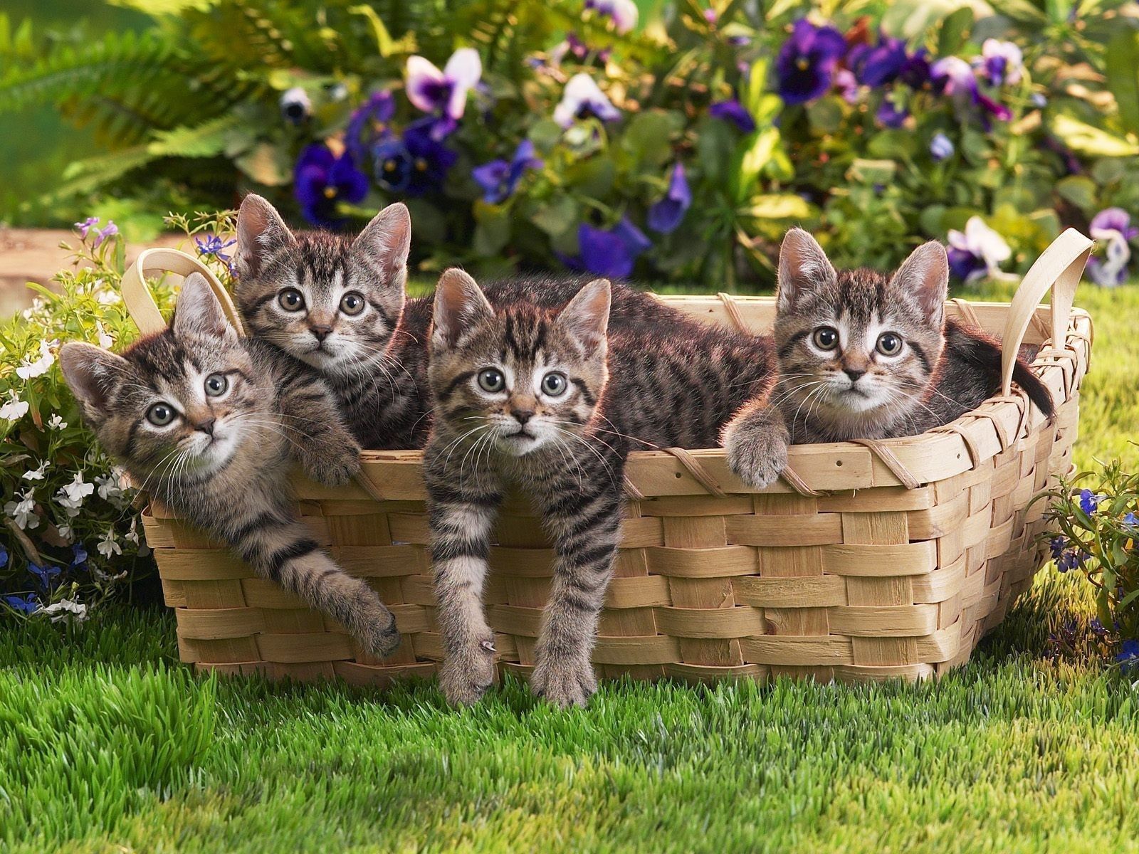 Kittens Backgrounds