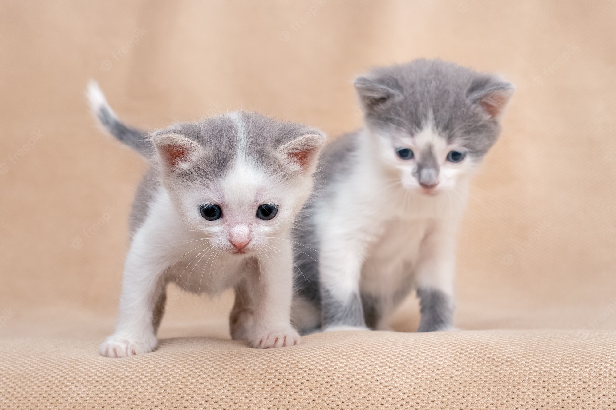 Kittens Backgrounds