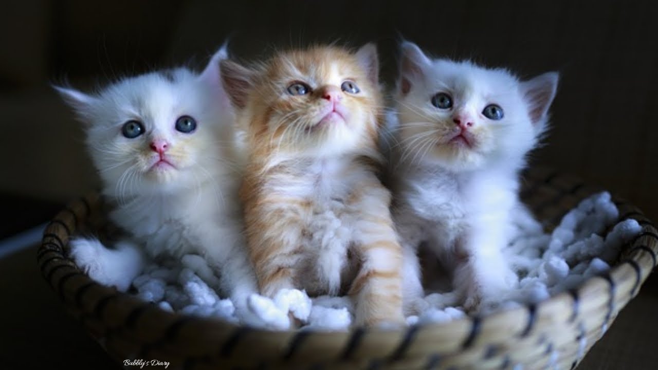 Kittens Backgrounds